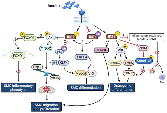 Cellular and Molecular Mechanisms of VSMC Phenotypic Switching in