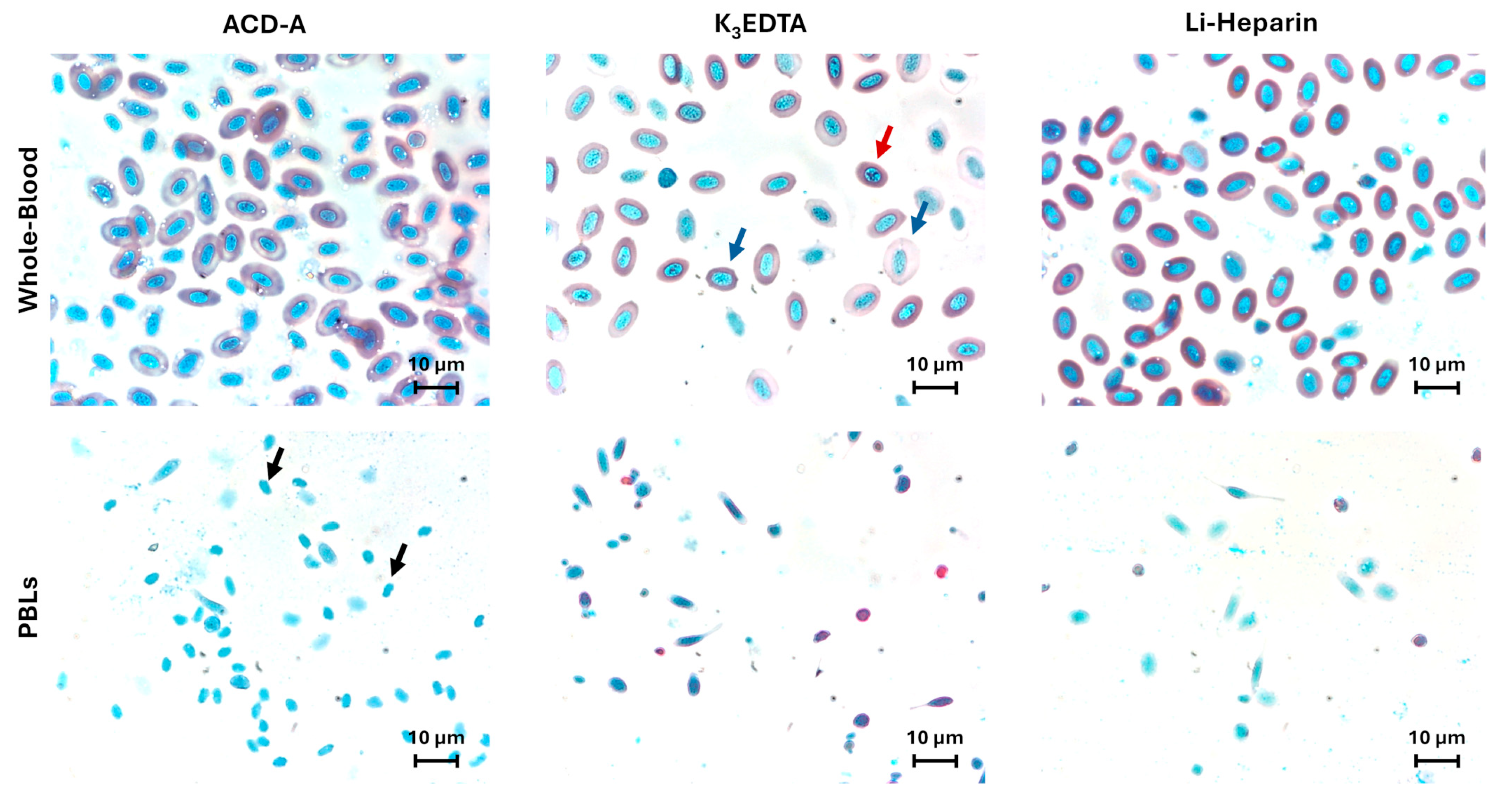 Cells 14 01372 g002 Cells 14 01372 g002