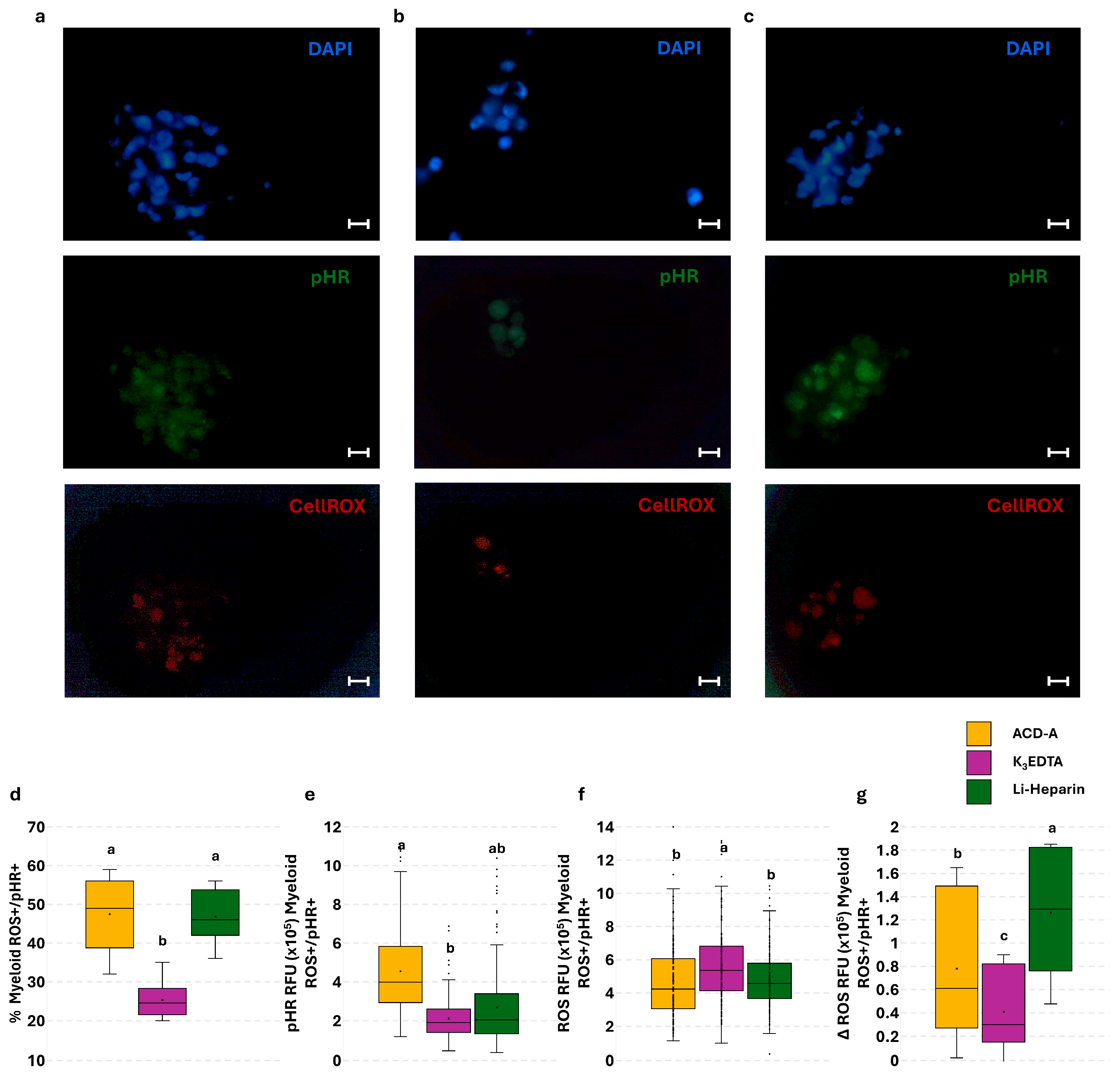 Cells 14 01372 g008 Cells 14 01372 g008
