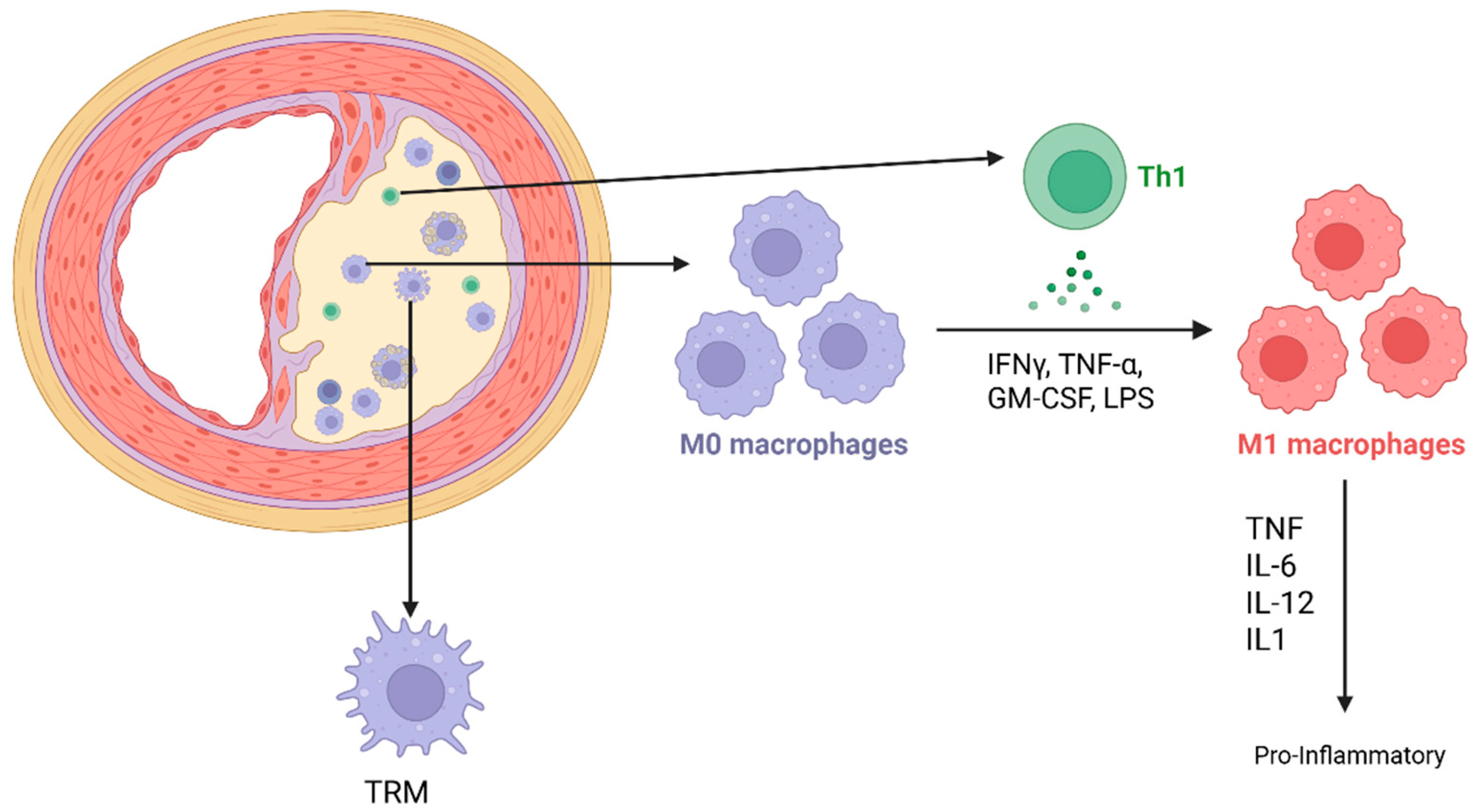 Cells 14 01374 g001 Cells 14 01374 g001