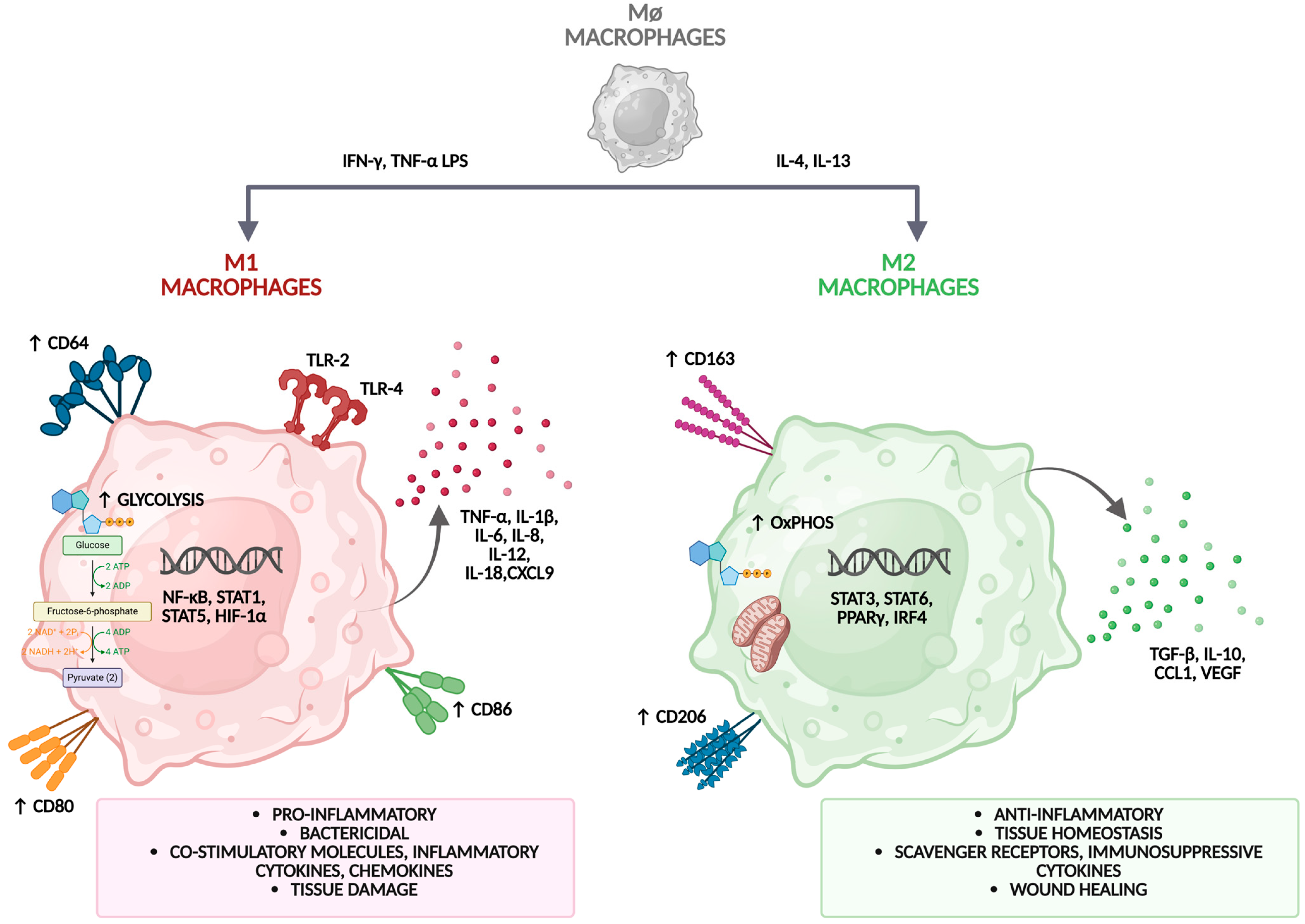 Cells 14 01374 g002 Cells 14 01374 g002