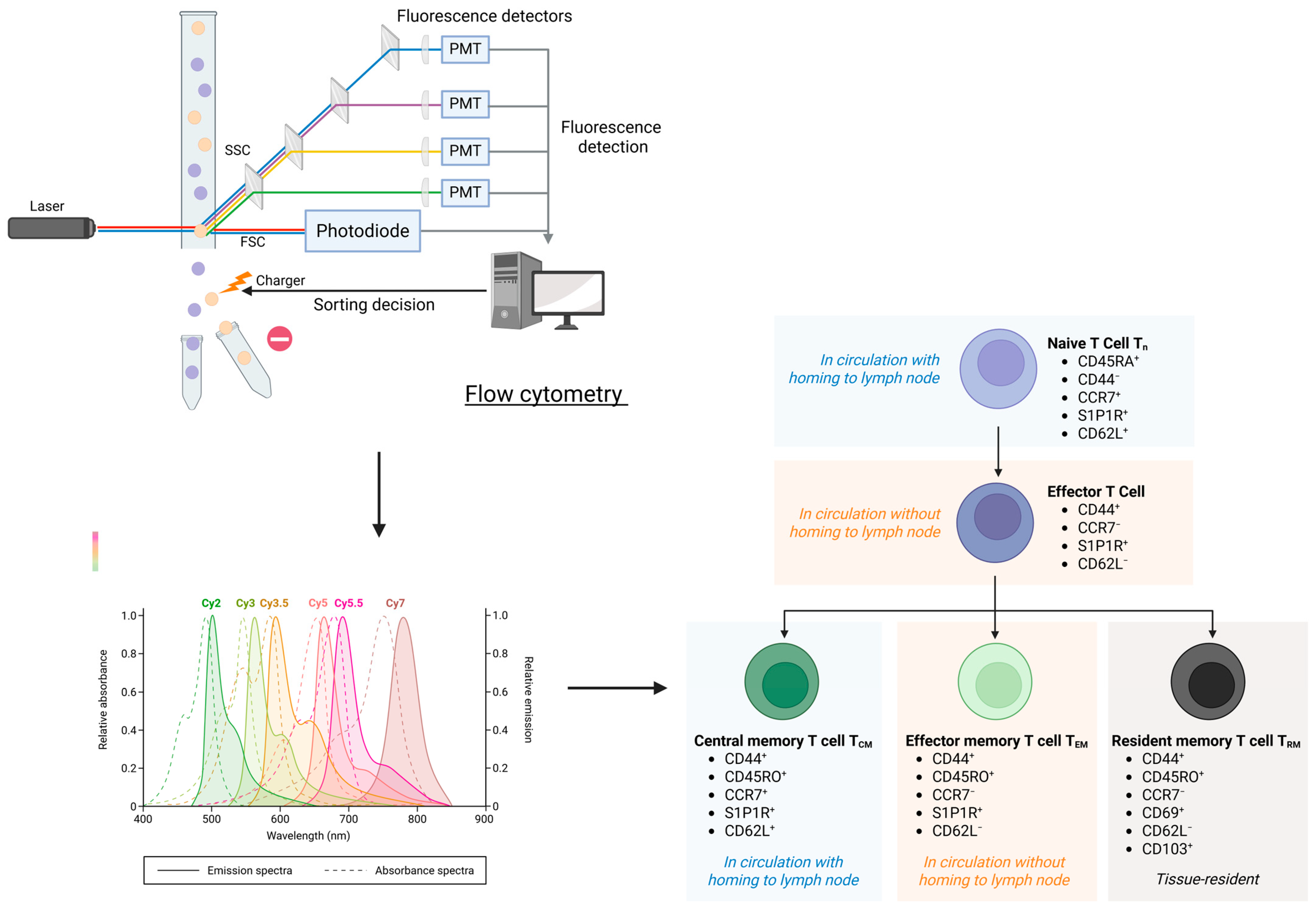 Cells 14 01374 g003 Cells 14 01374 g003