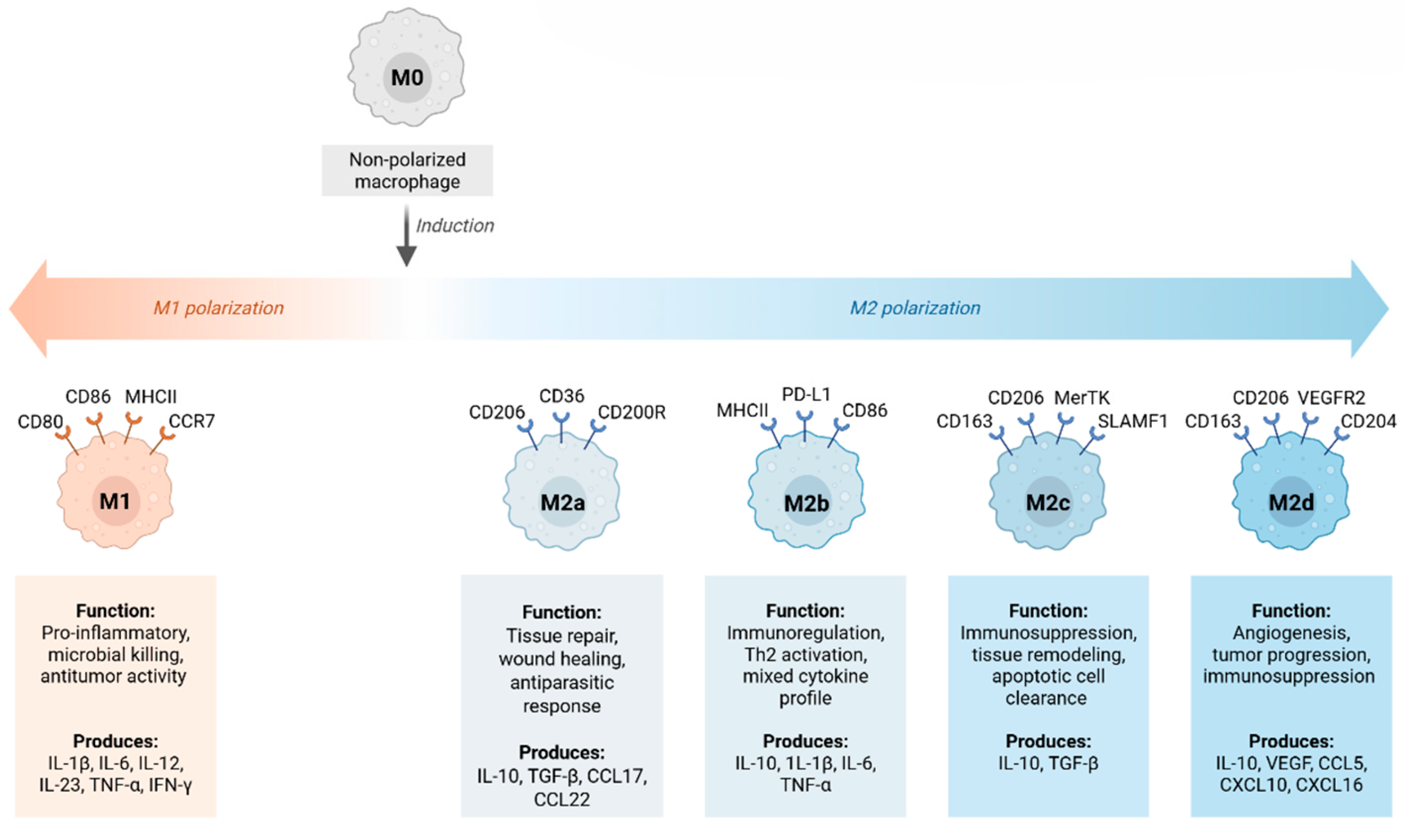 Cells 14 01374 g004 Cells 14 01374 g004