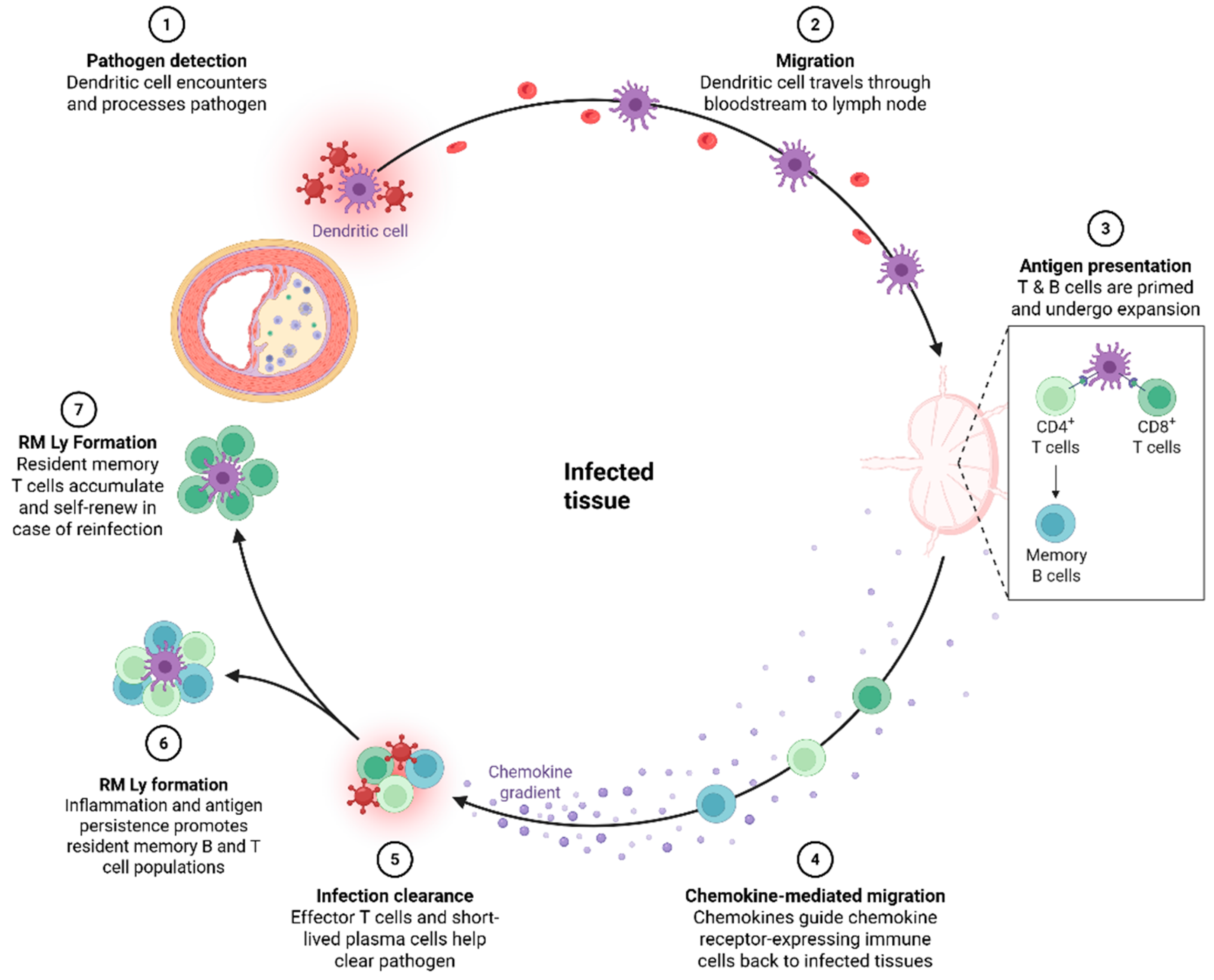 Cells 14 01374 g005 Cells 14 01374 g005