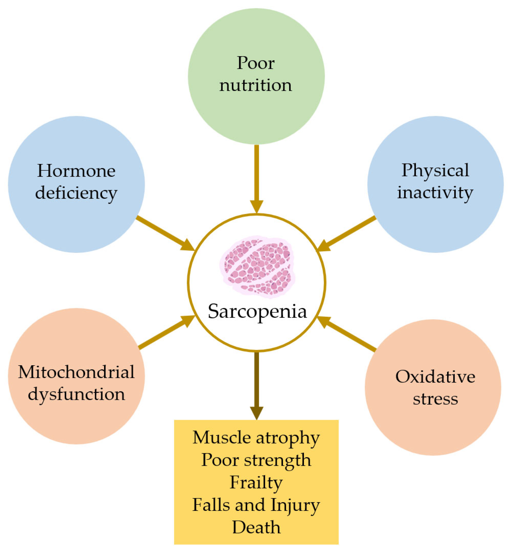 Cells 14 01375 g001 Cells 14 01375 g001