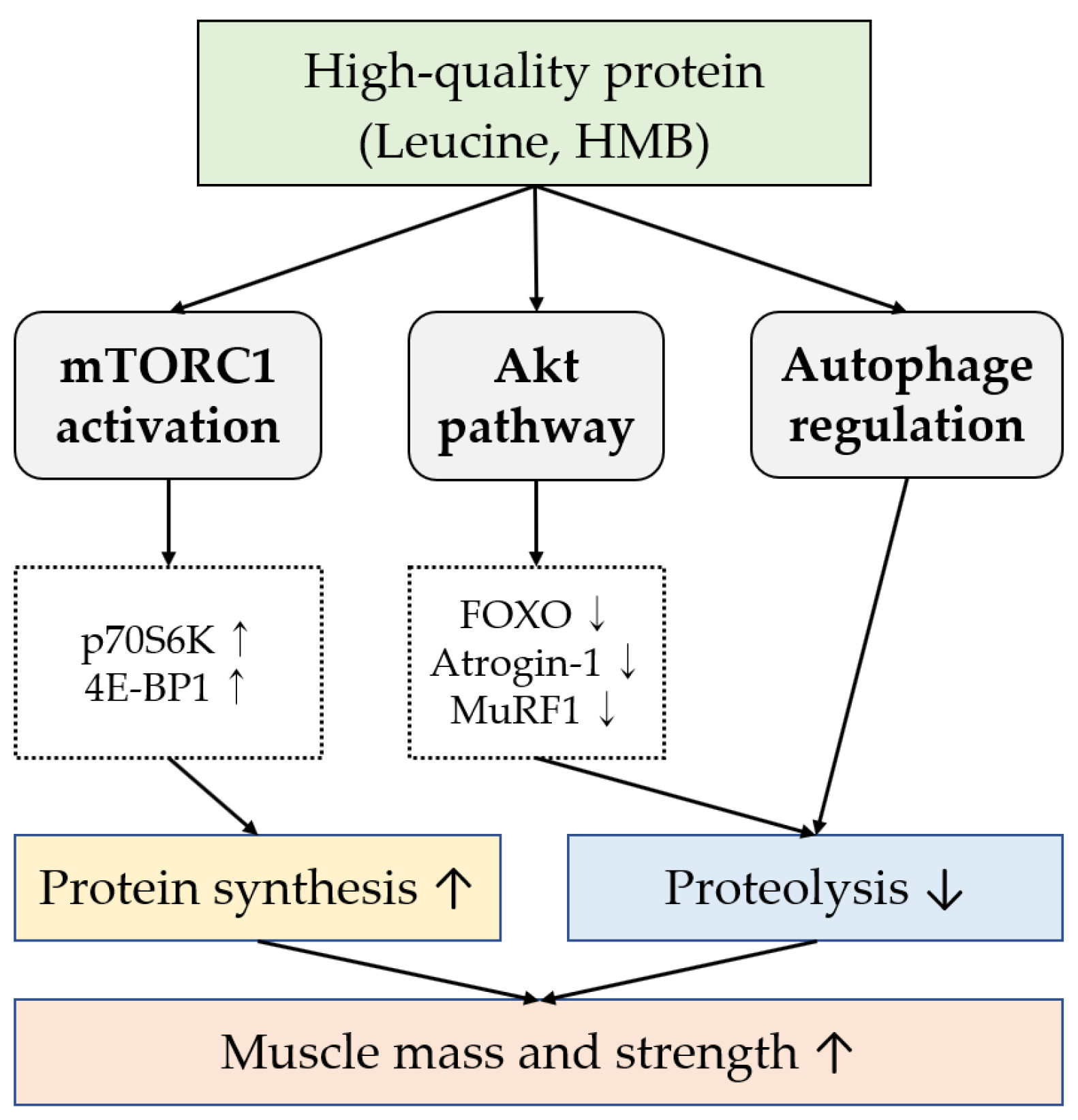 Cells 14 01375 g002 Cells 14 01375 g002