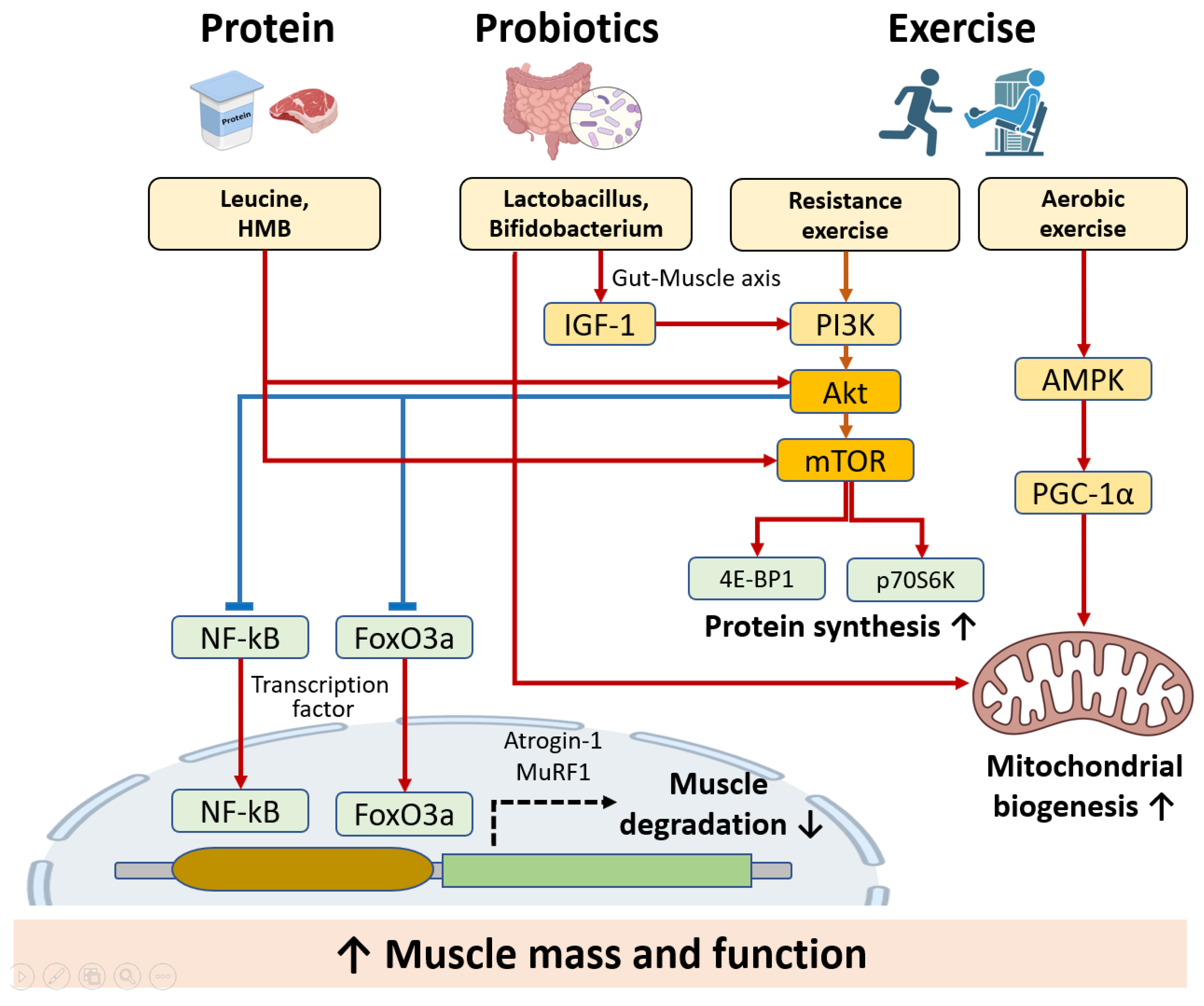 Cells 14 01375 g004 Cells 14 01375 g004