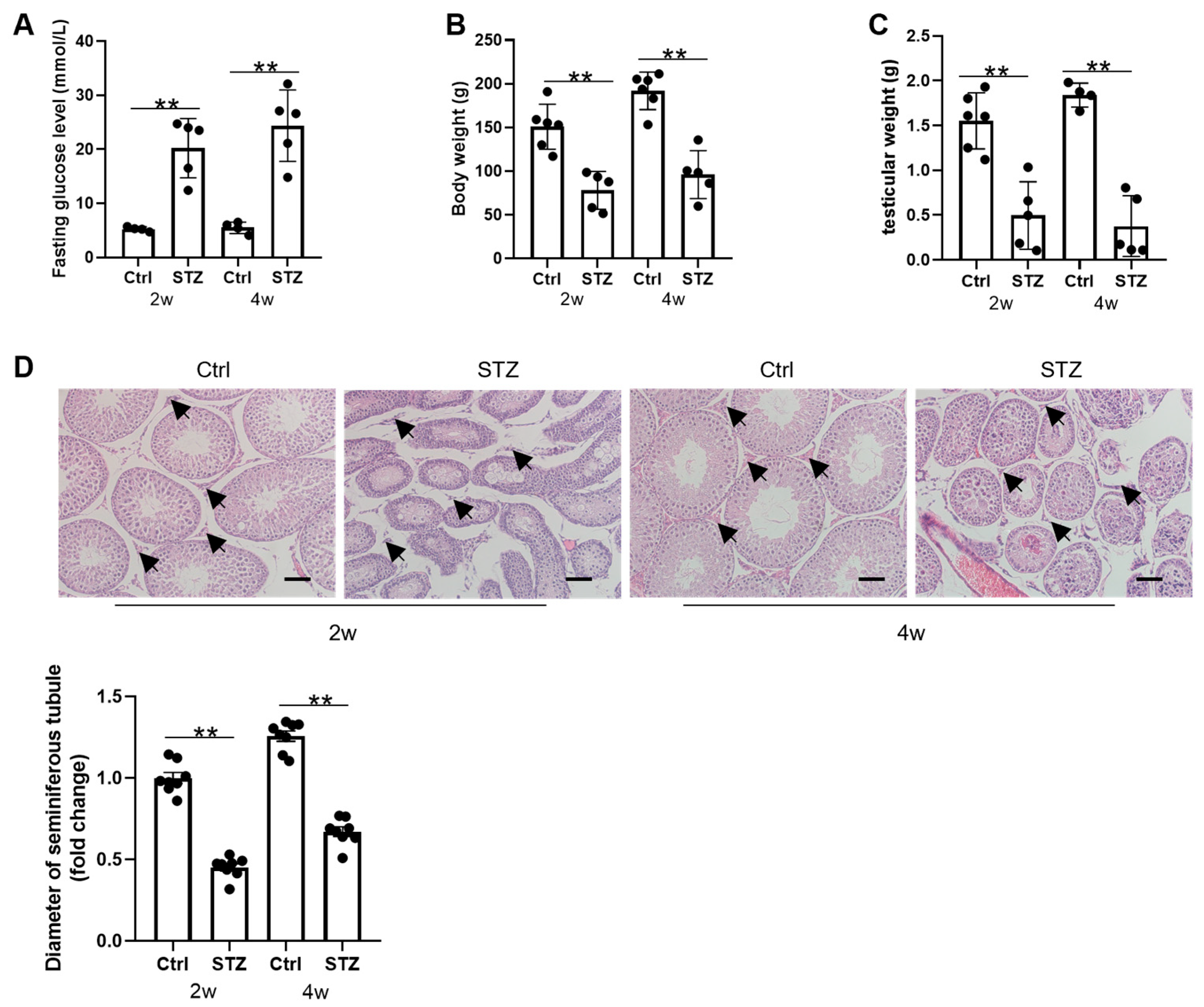 Cells 14 01376 g001 Cells 14 01376 g001