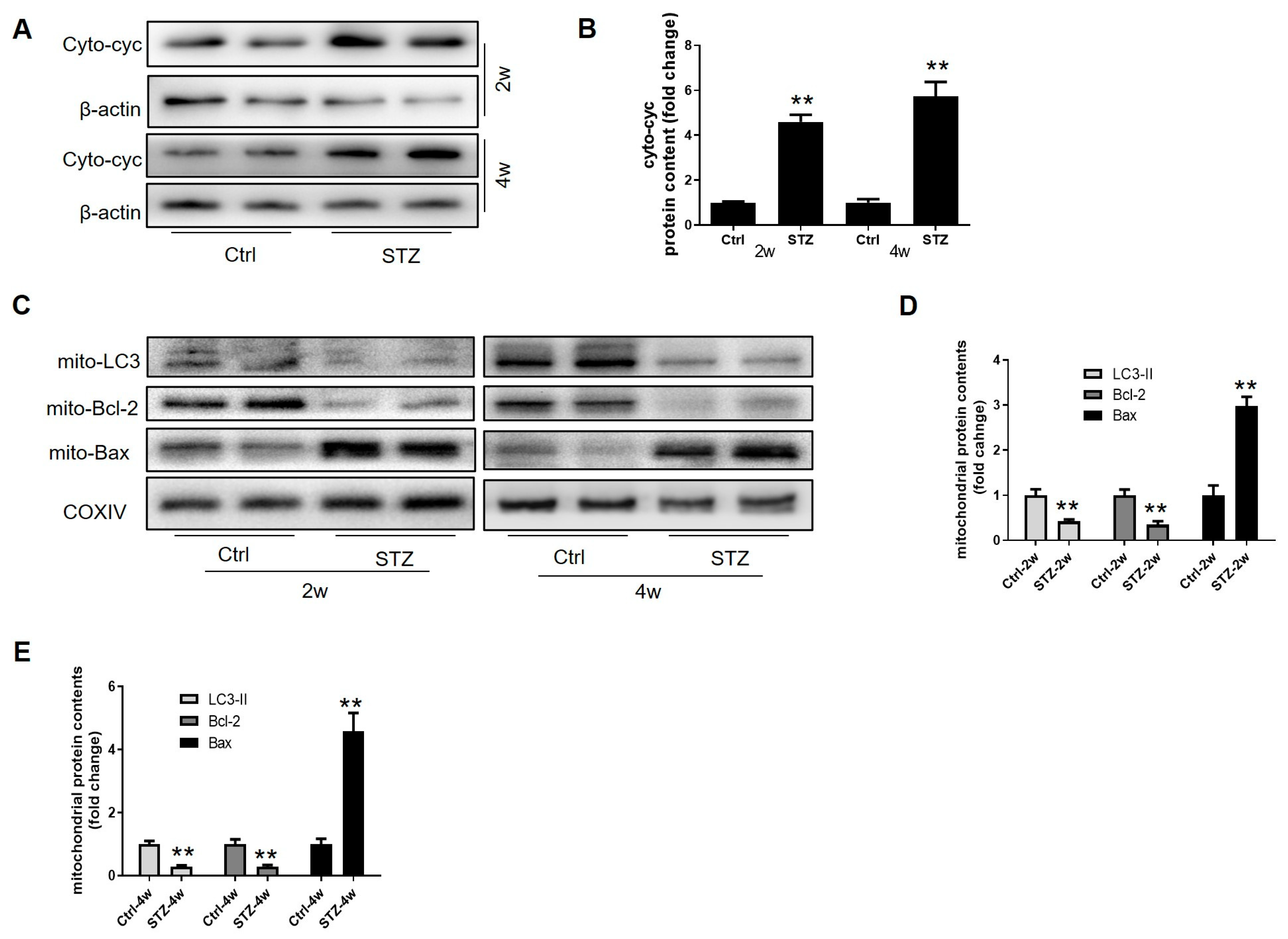 Cells 14 01376 g005 Cells 14 01376 g005