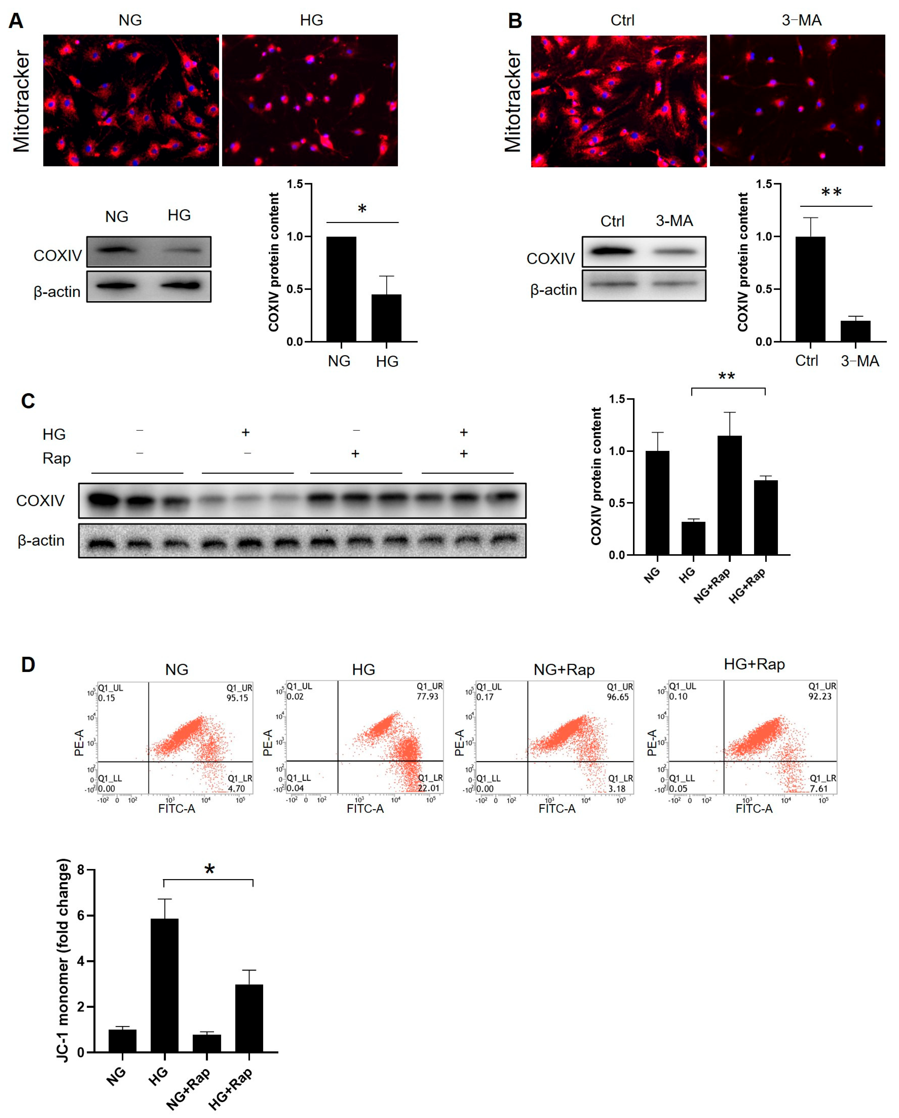 Cells 14 01376 g008 Cells 14 01376 g008