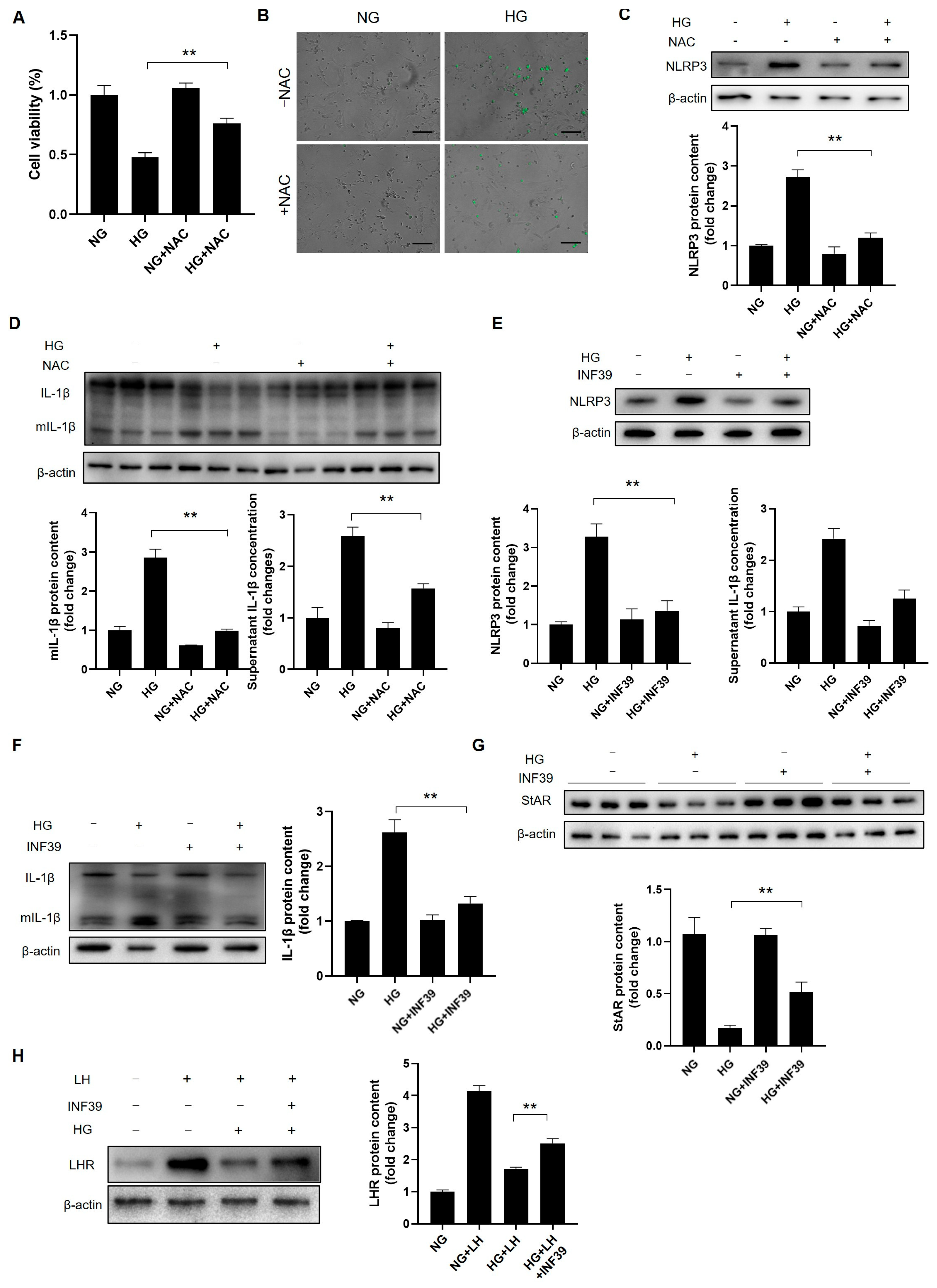Cells 14 01376 g010 Cells 14 01376 g010