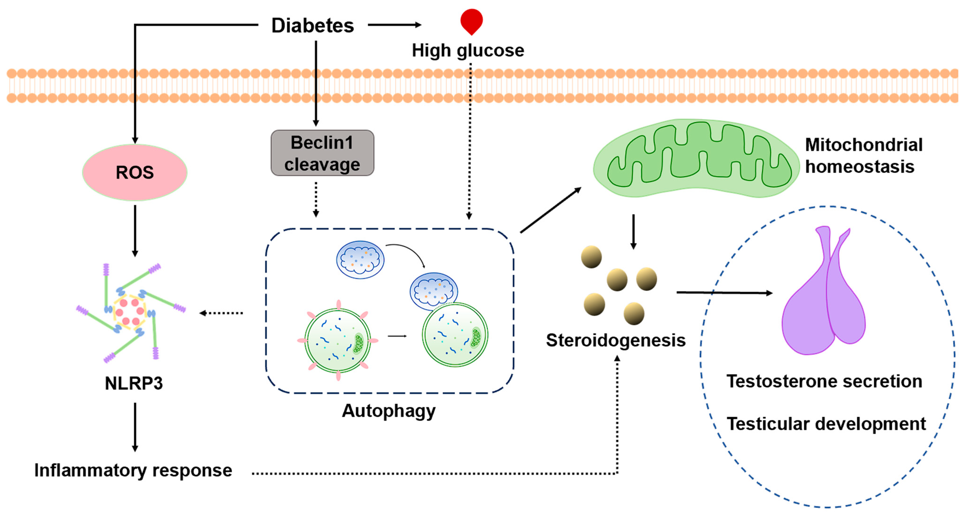 Cells 14 01376 g011 Cells 14 01376 g011