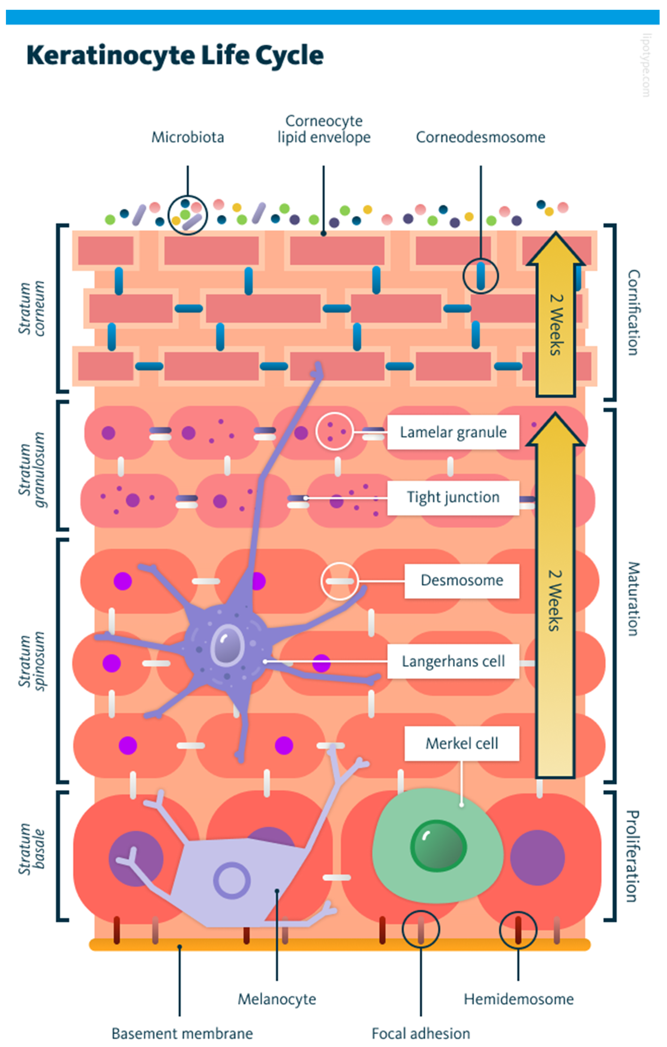 Cells 14 01382 g001 Cells 14 01382 g001