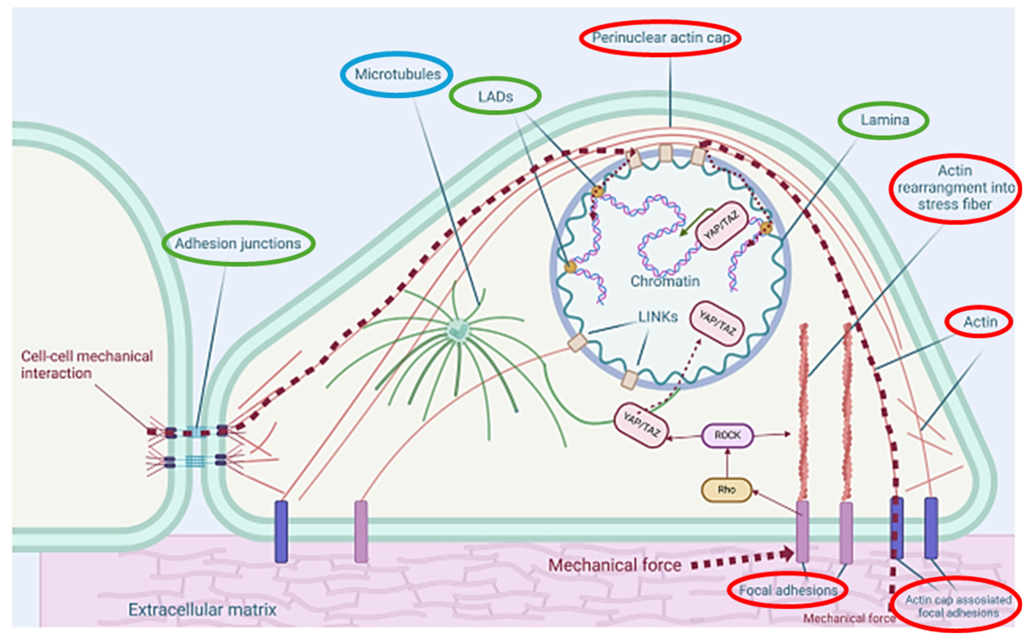 Cells 14 01382 g002 Cells 14 01382 g002