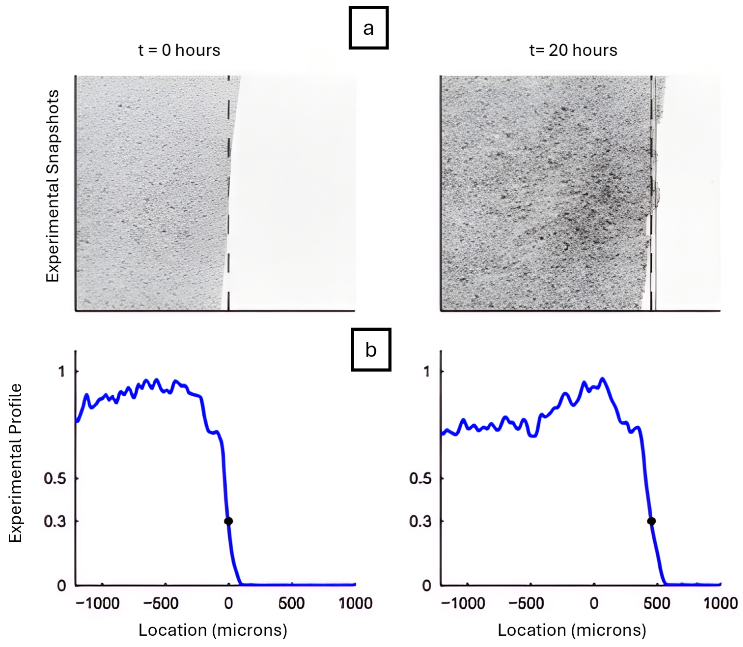 Cells 14 01382 g004 Cells 14 01382 g004