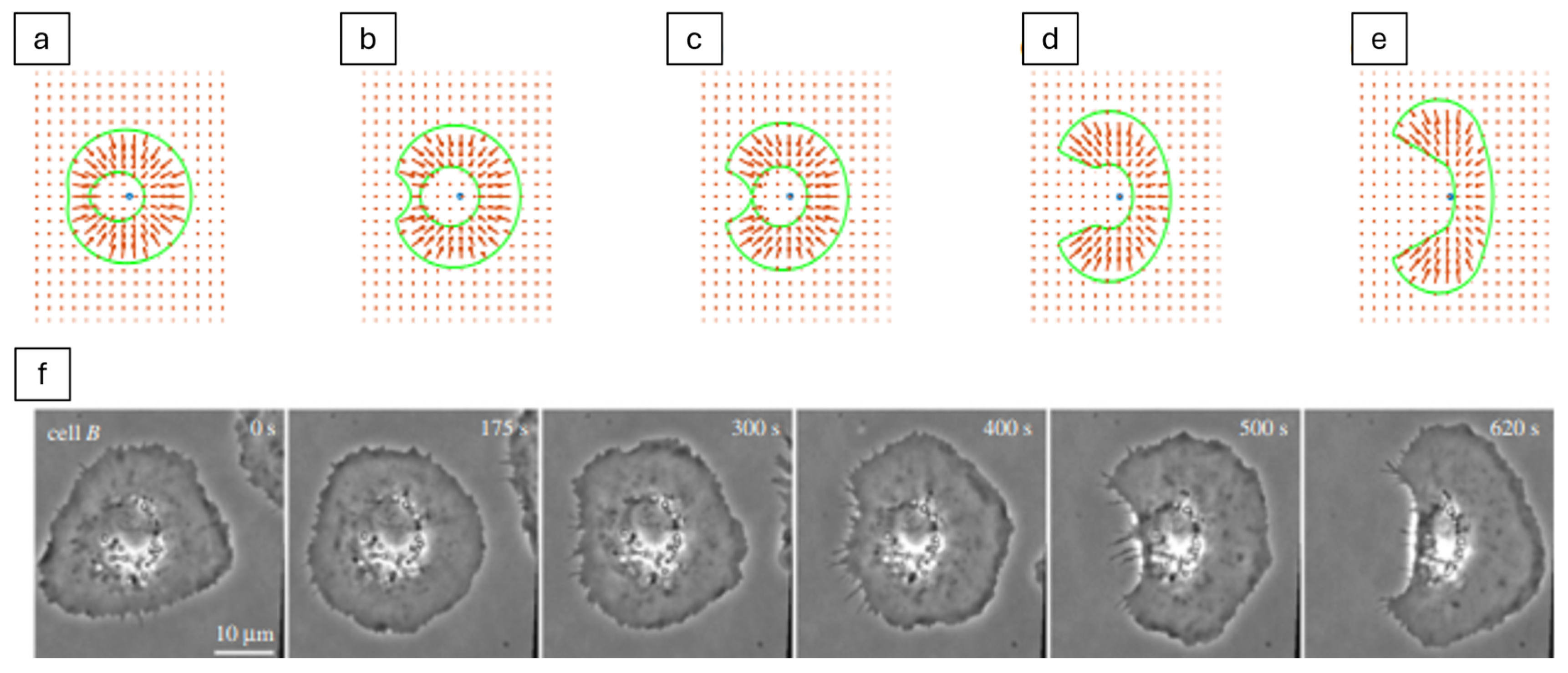 Cells 14 01382 g010 Cells 14 01382 g010