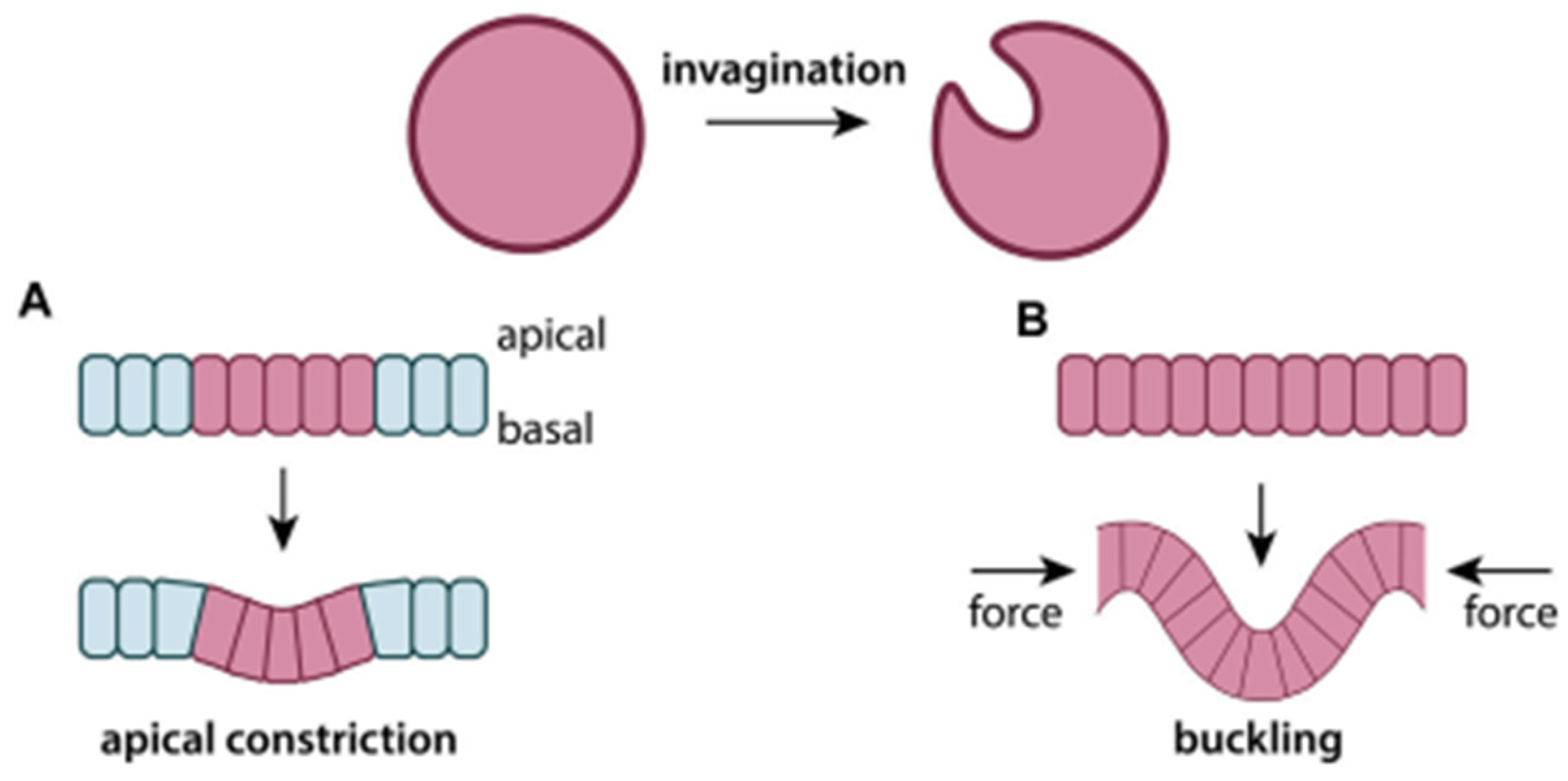 Cells 14 01382 g012 Cells 14 01382 g012