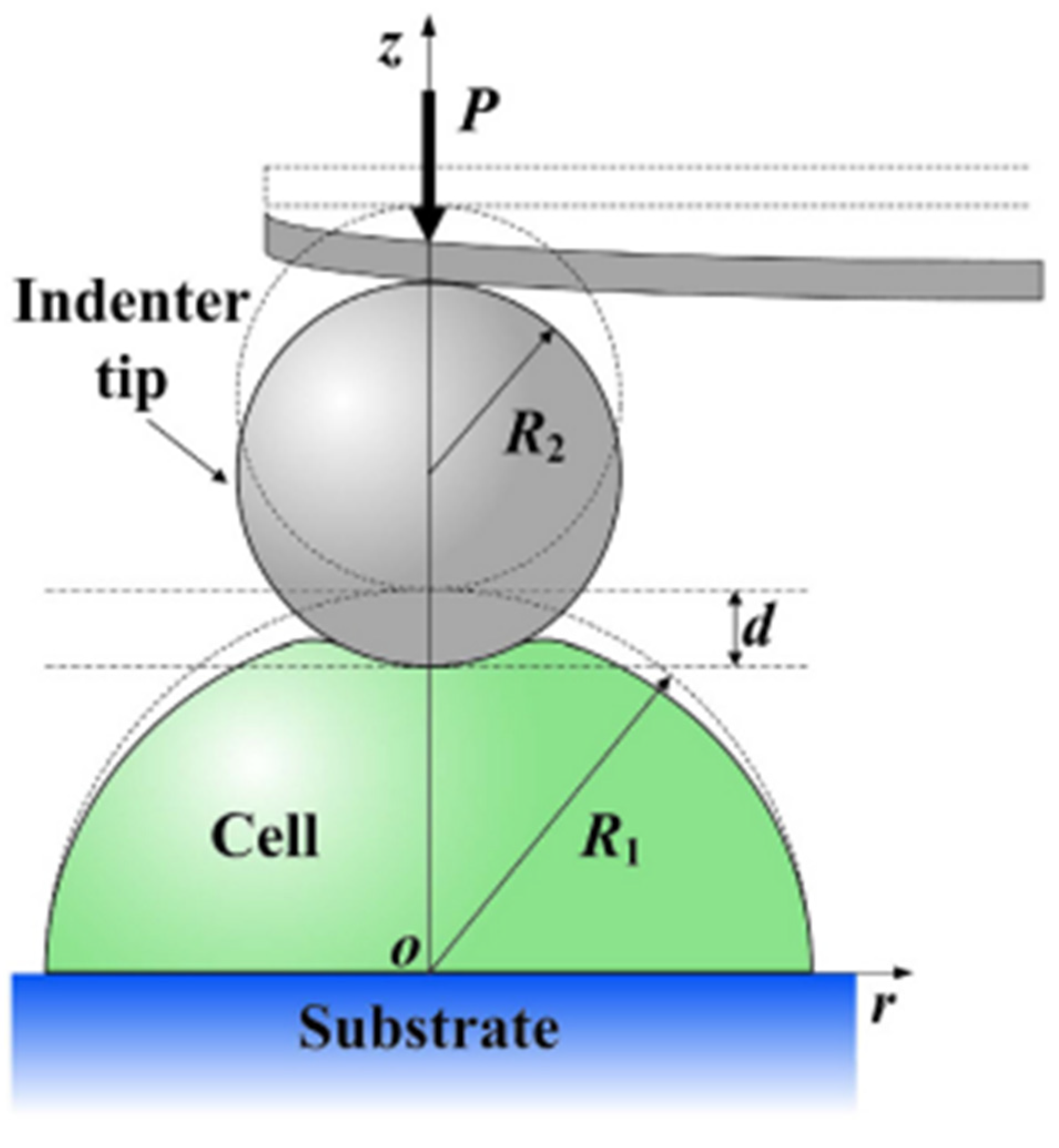 Cells 14 01382 g013 Cells 14 01382 g013