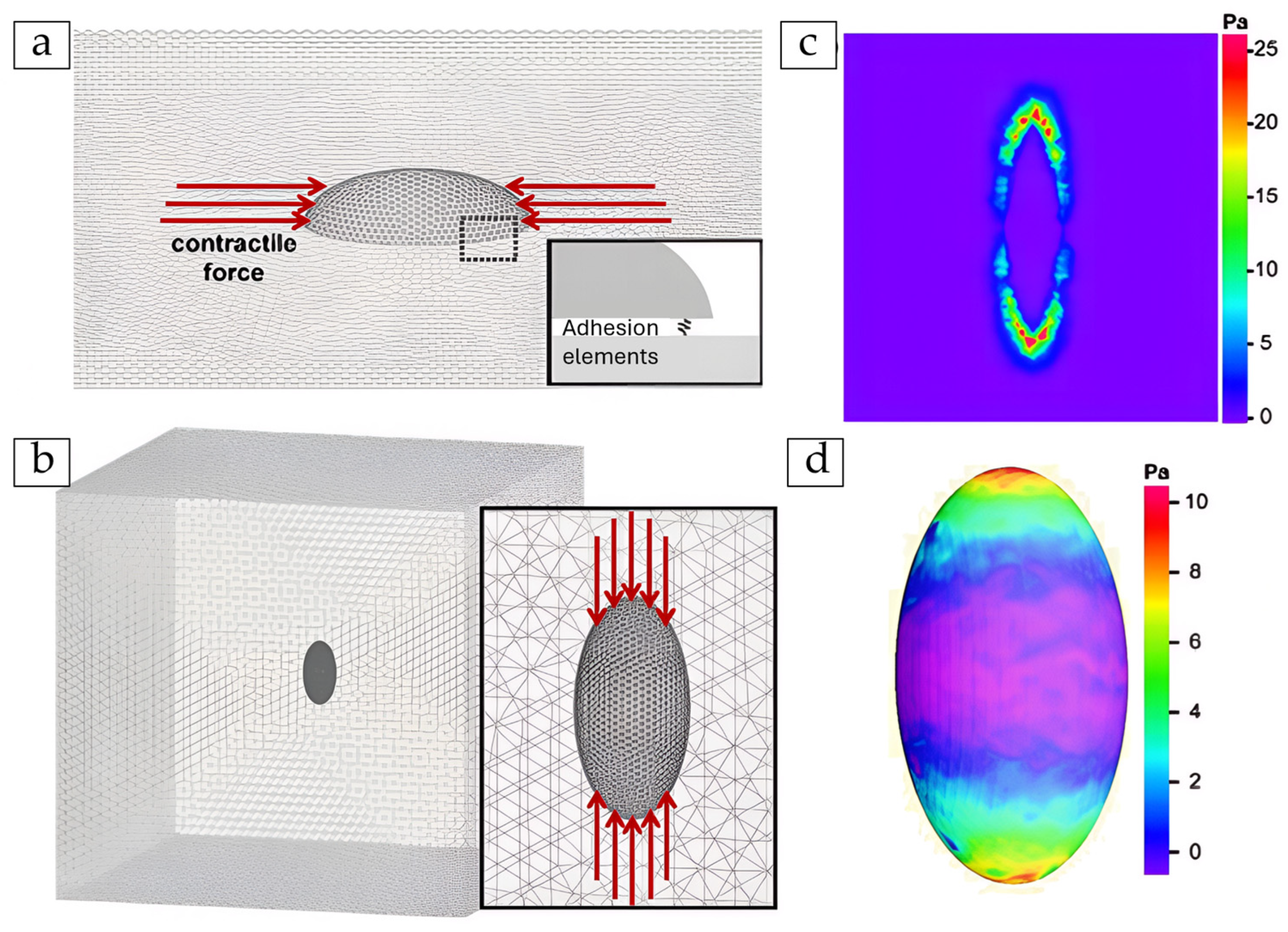 Cells 14 01382 g015 Cells 14 01382 g015