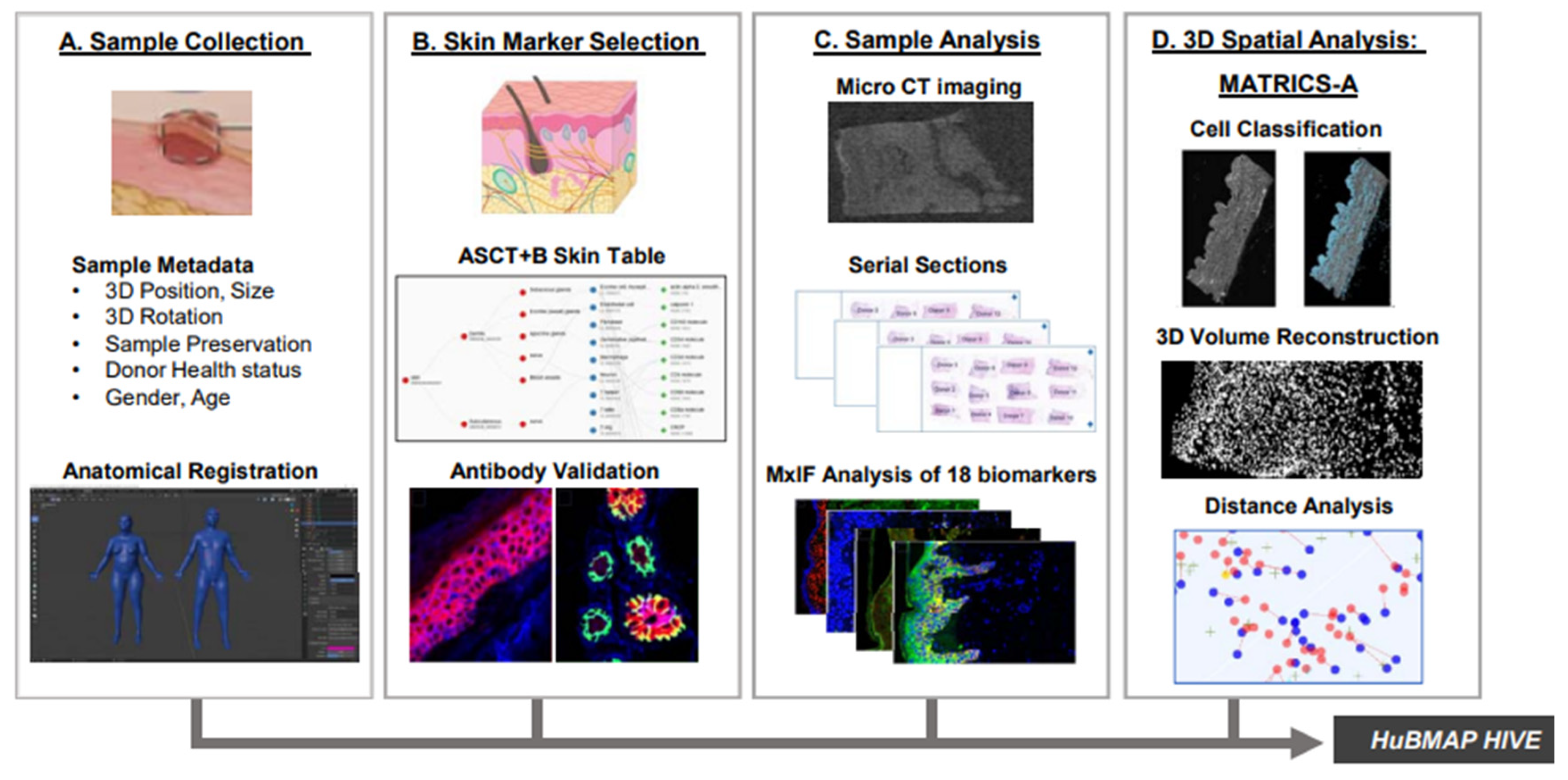 Cells 14 01382 g019 Cells 14 01382 g019