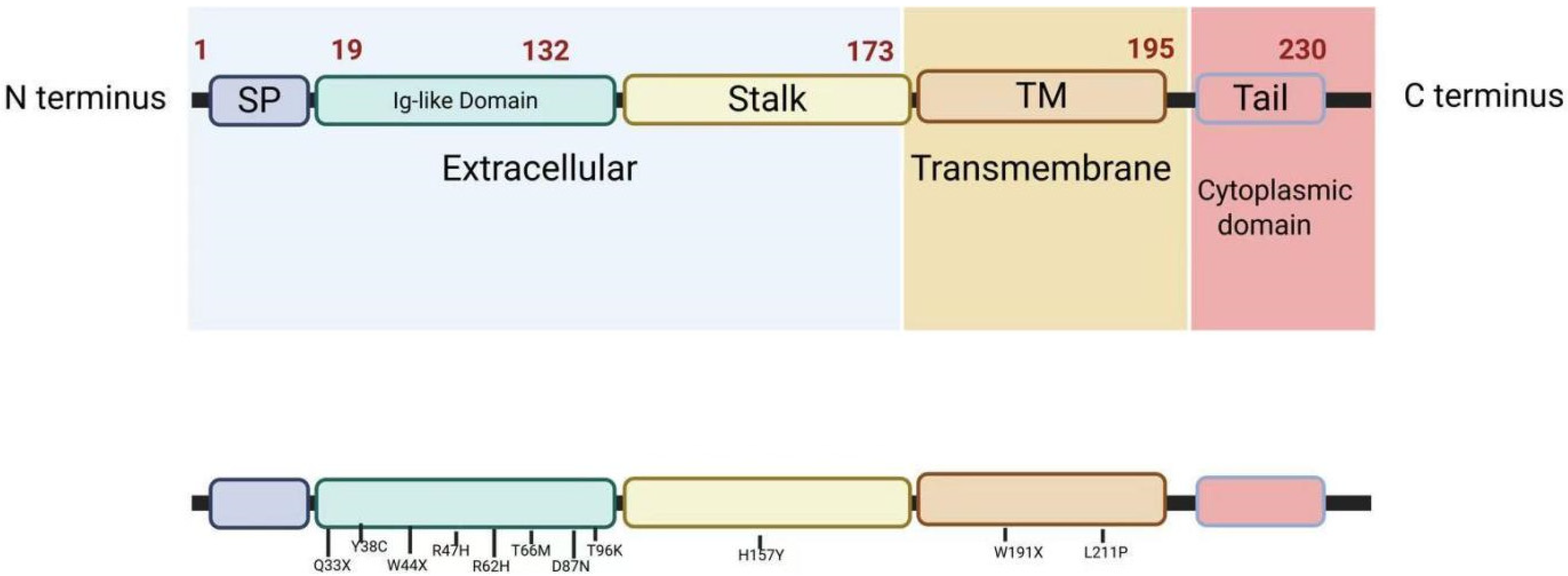 Cells 14 01387 g001 Cells 14 01387 g001