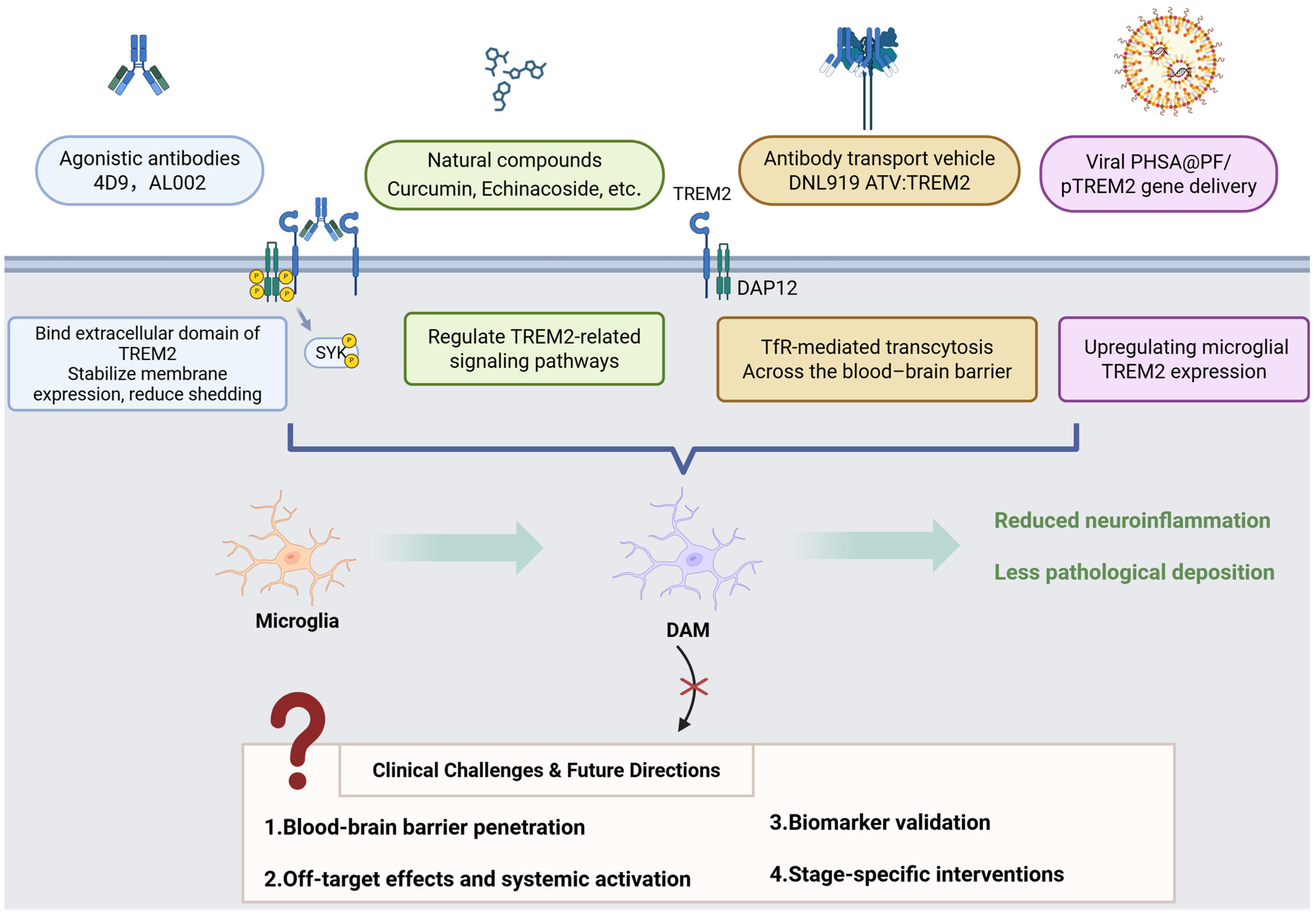 Cells 14 01387 g003 Cells 14 01387 g003
