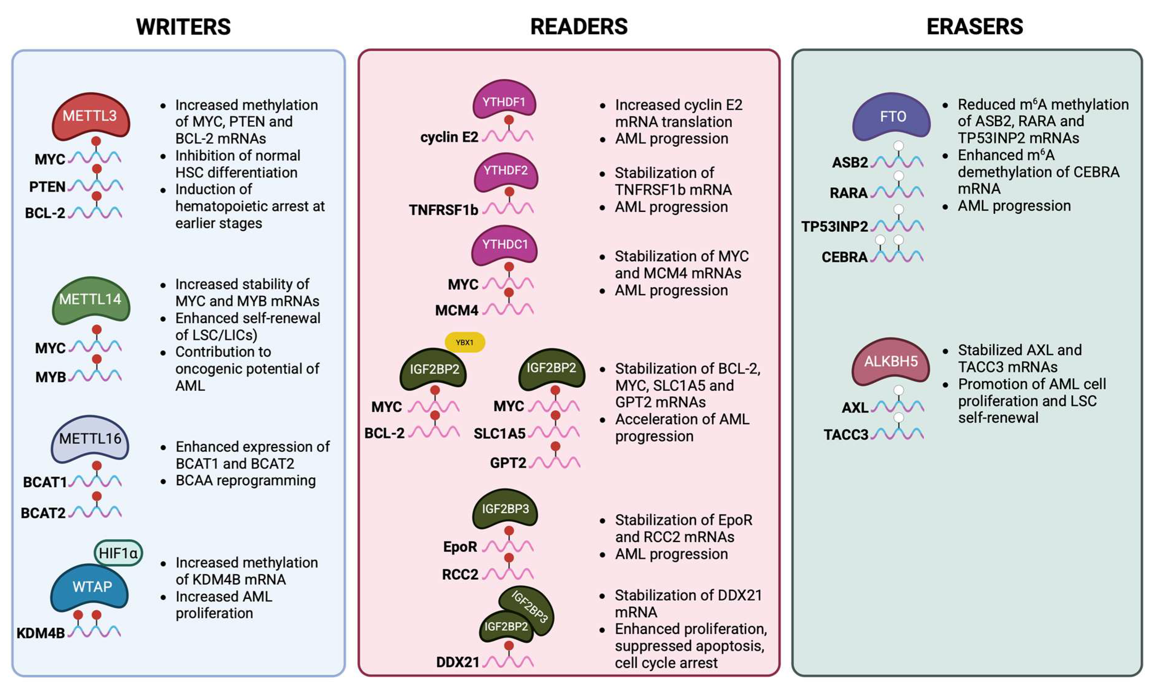 Cells 14 01388 g002 Cells 14 01388 g002