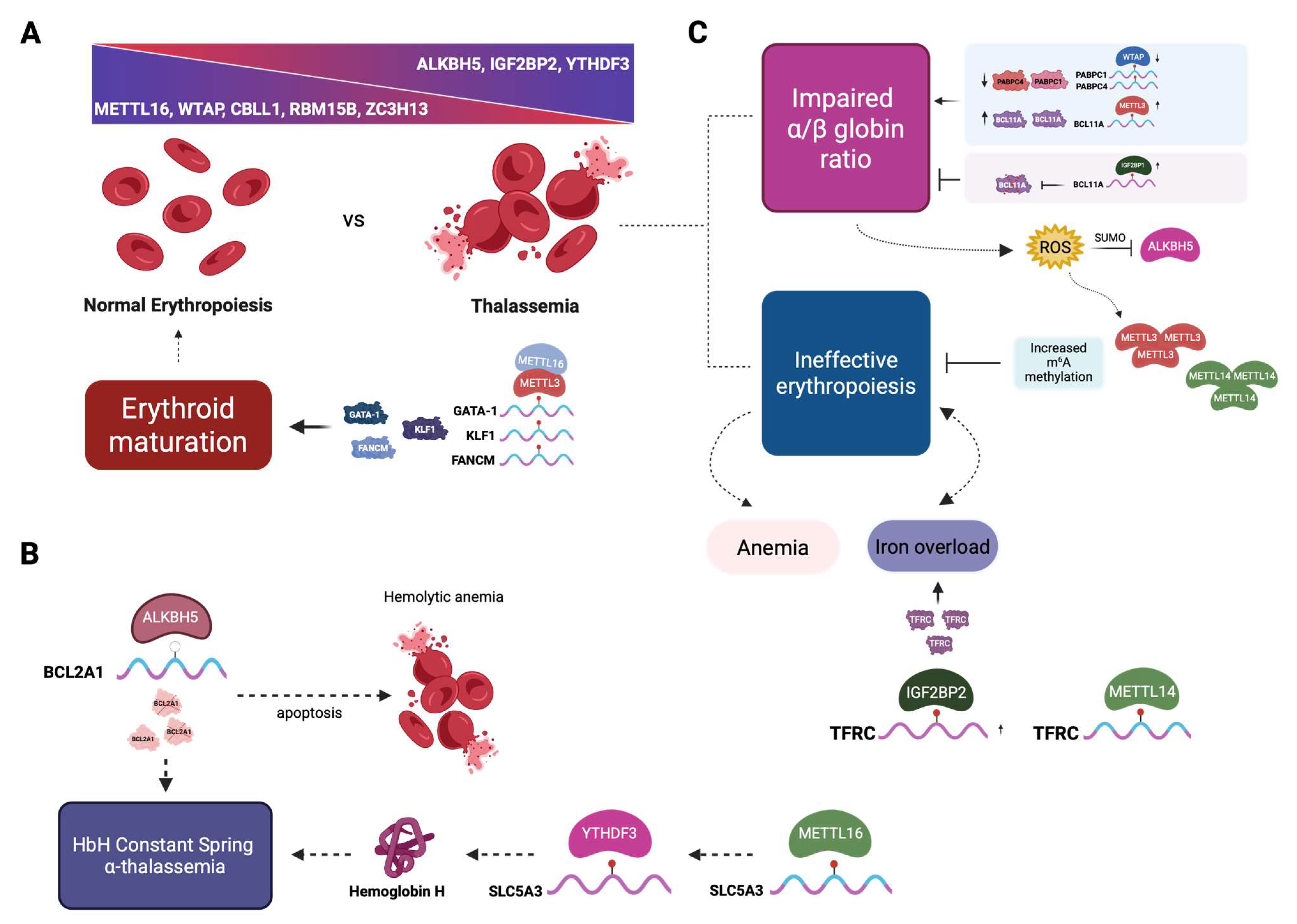 Cells 14 01388 g003 Cells 14 01388 g003