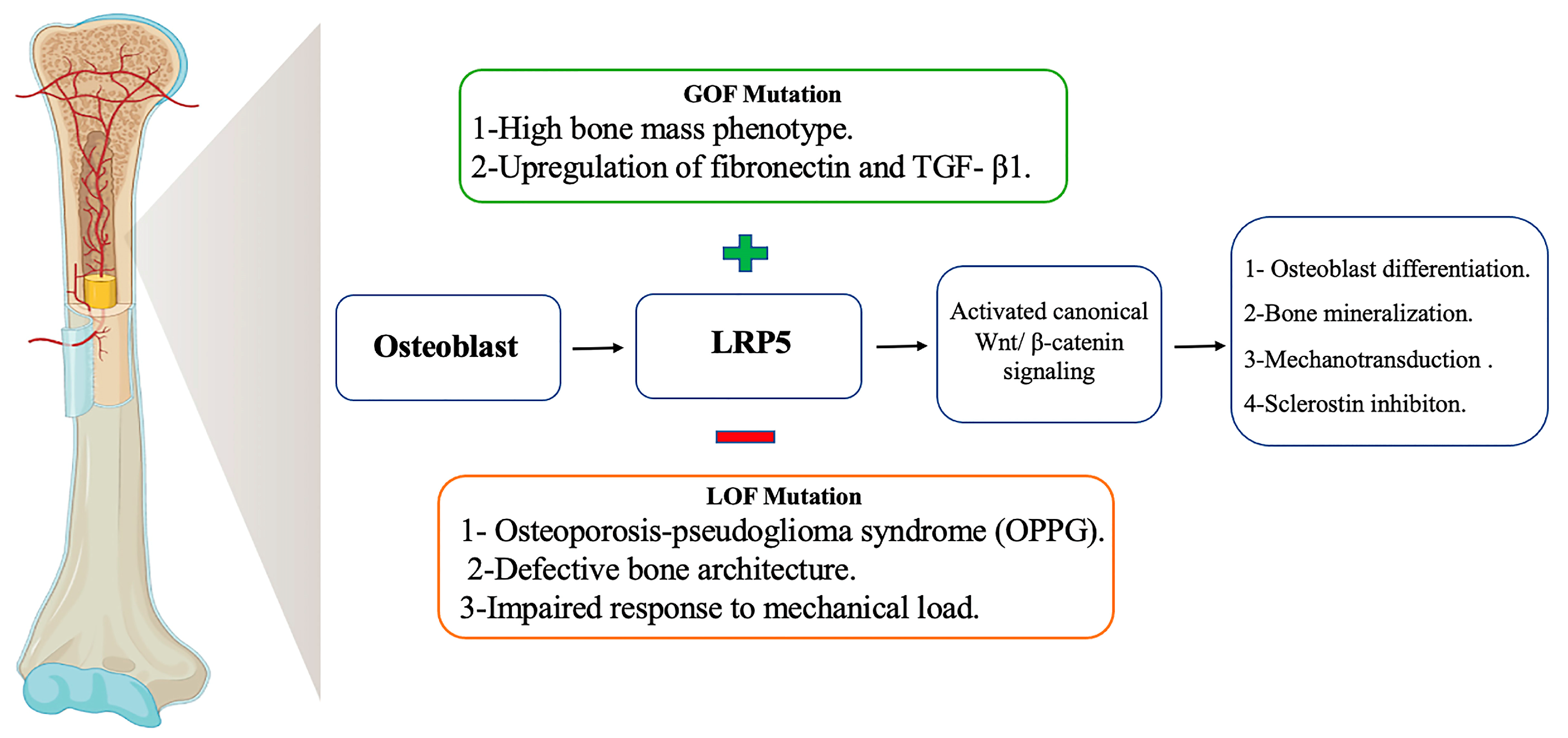 Cells 14 01391 g001 Cells 14 01391 g001