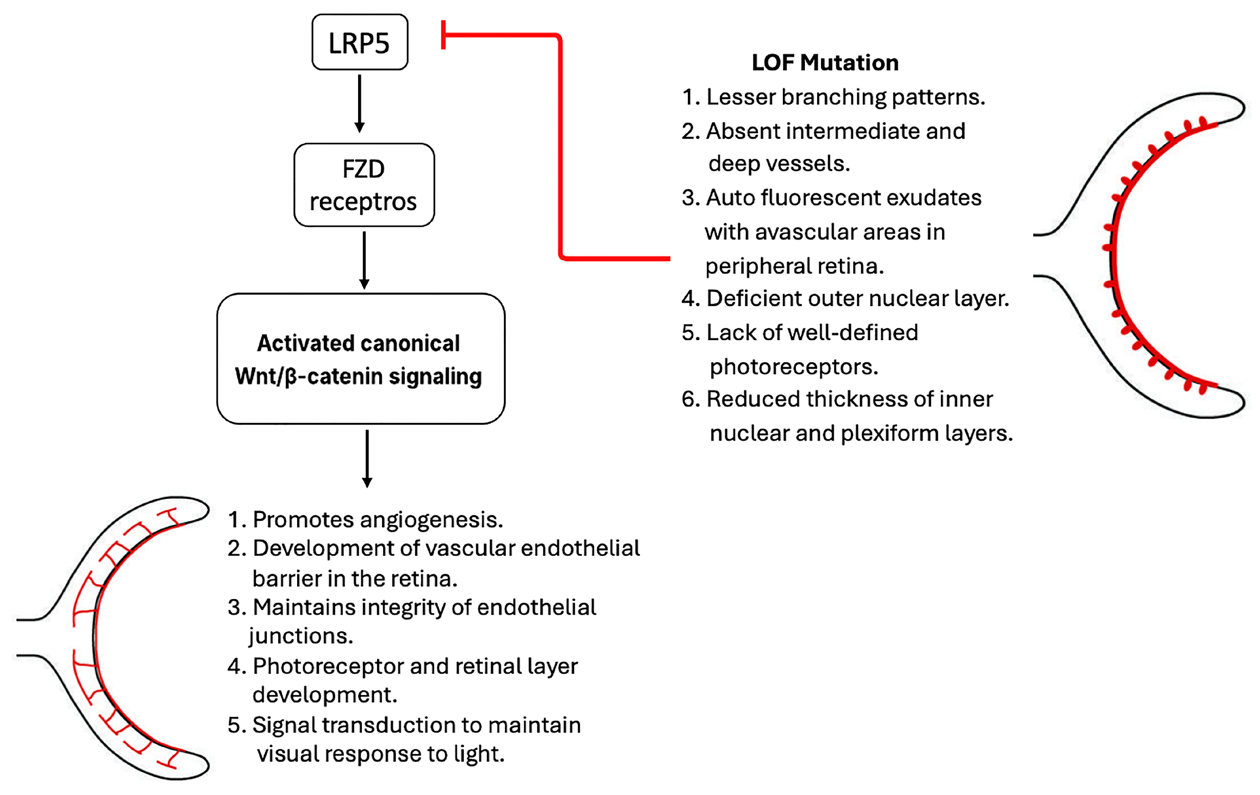 Cells 14 01391 g002 Cells 14 01391 g002