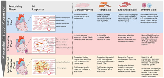 Integrating Macrophages into Human-Engineered Cardiac Tissue