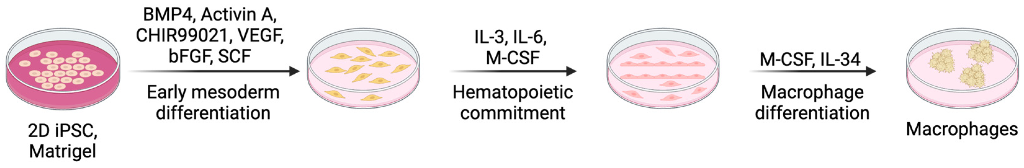 Cells 14 01393 g003 Cells 14 01393 g003