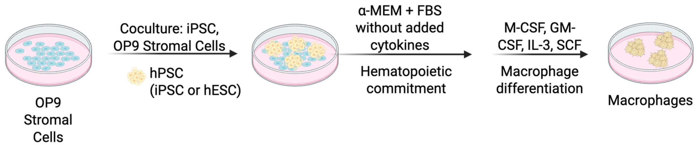 Cells 14 01393 g004 Cells 14 01393 g004