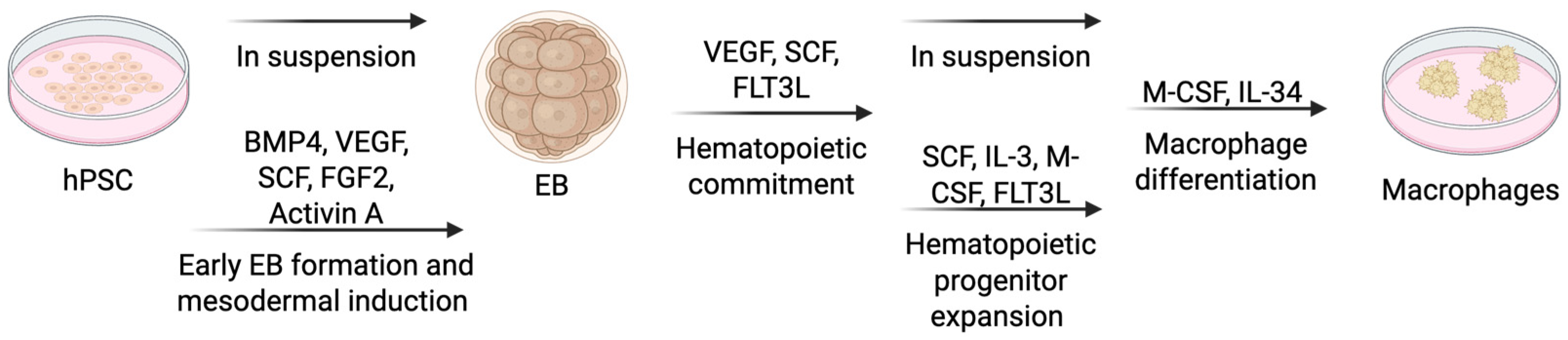 Cells 14 01393 g005 Cells 14 01393 g005
