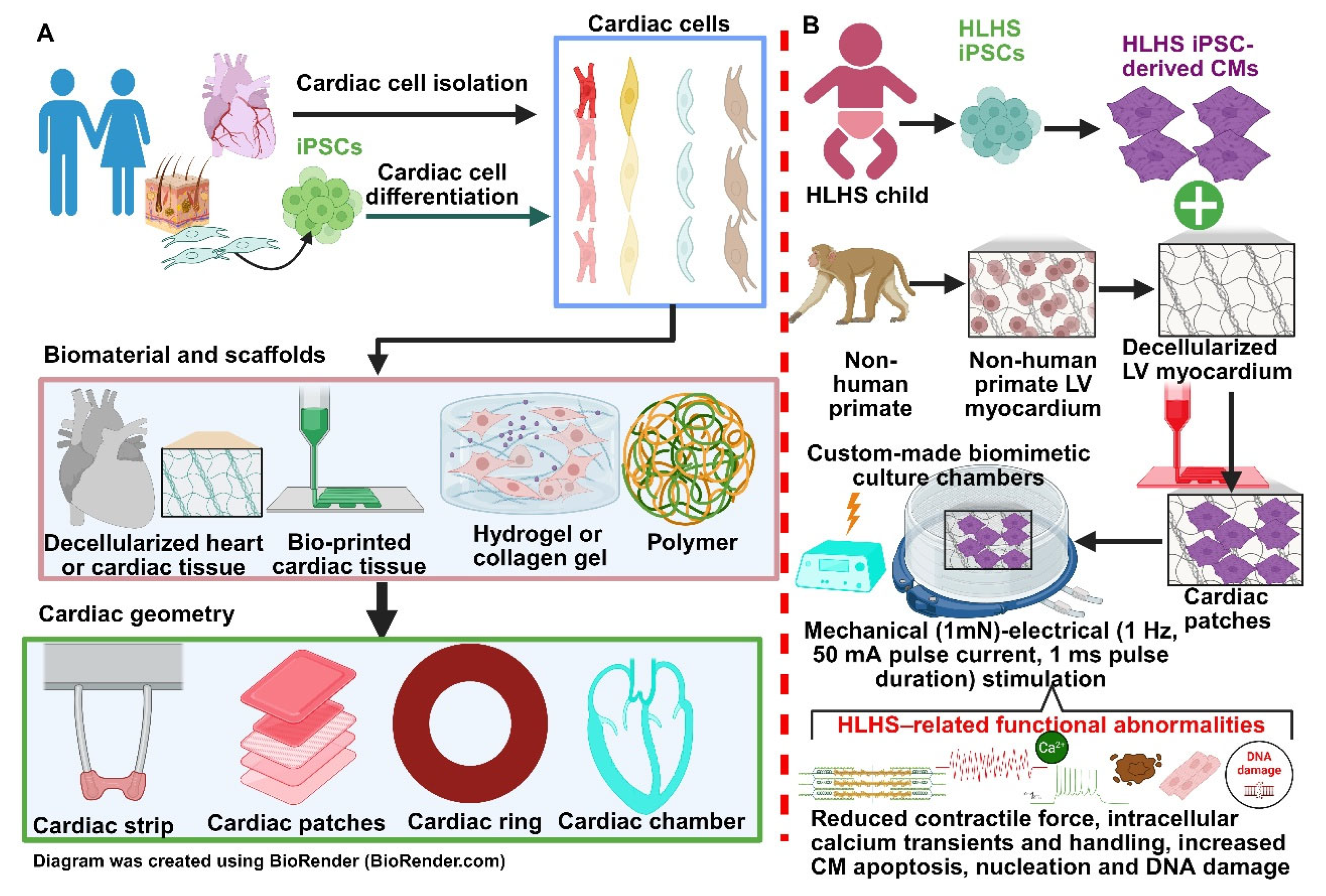 Cells 14 01396 g002 Cells 14 01396 g002