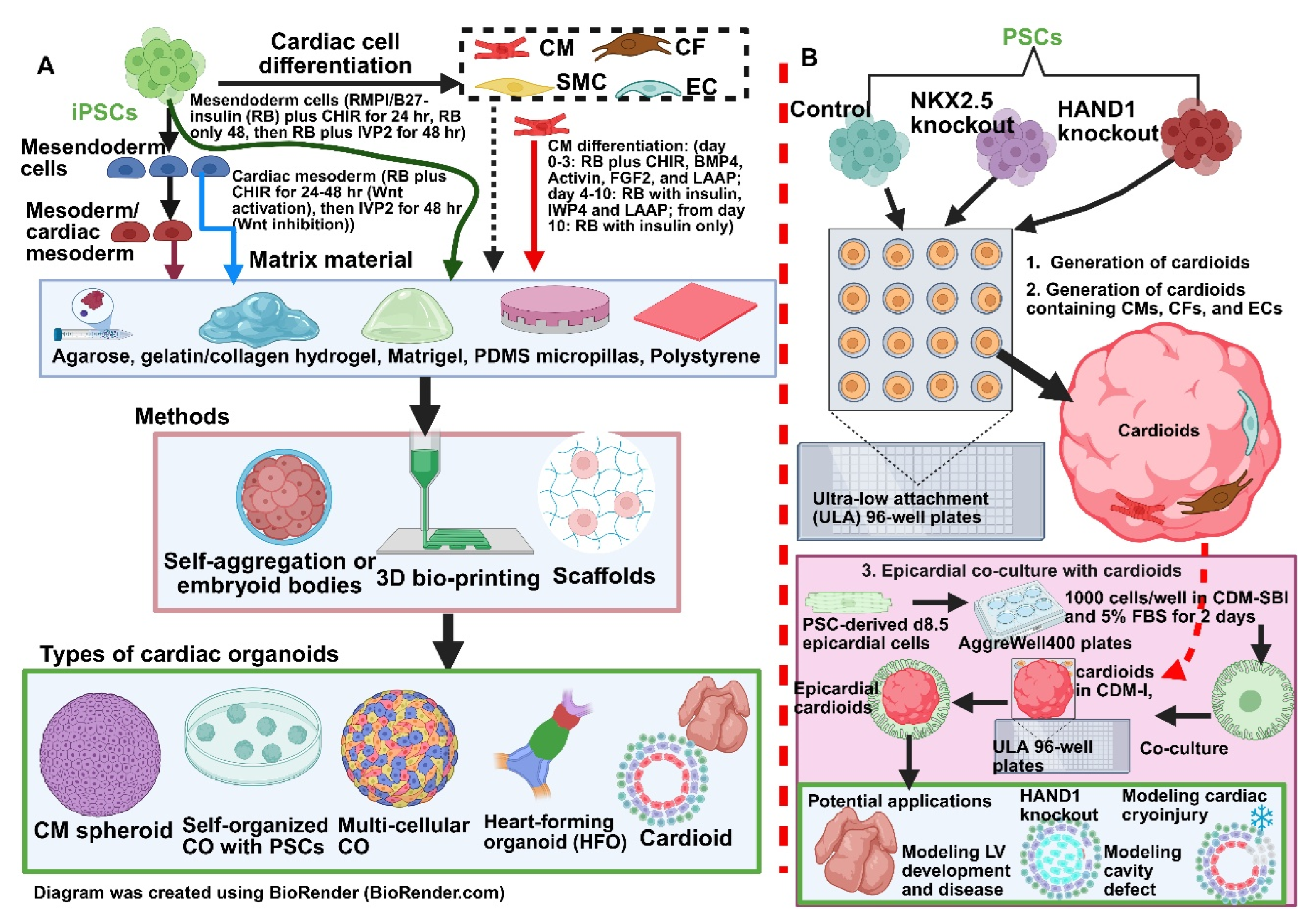 Cells 14 01396 g003 Cells 14 01396 g003