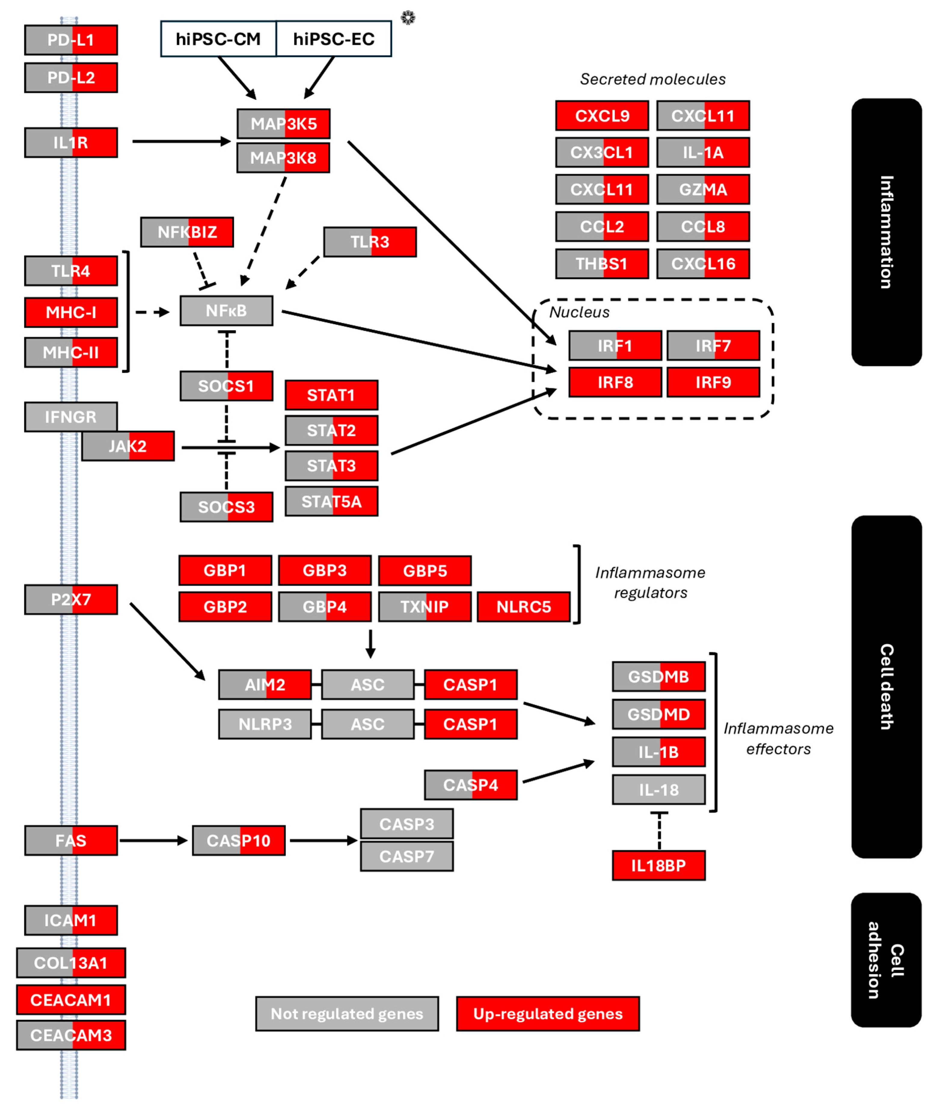 Cells 14 01397 g003 Cells 14 01397 g003
