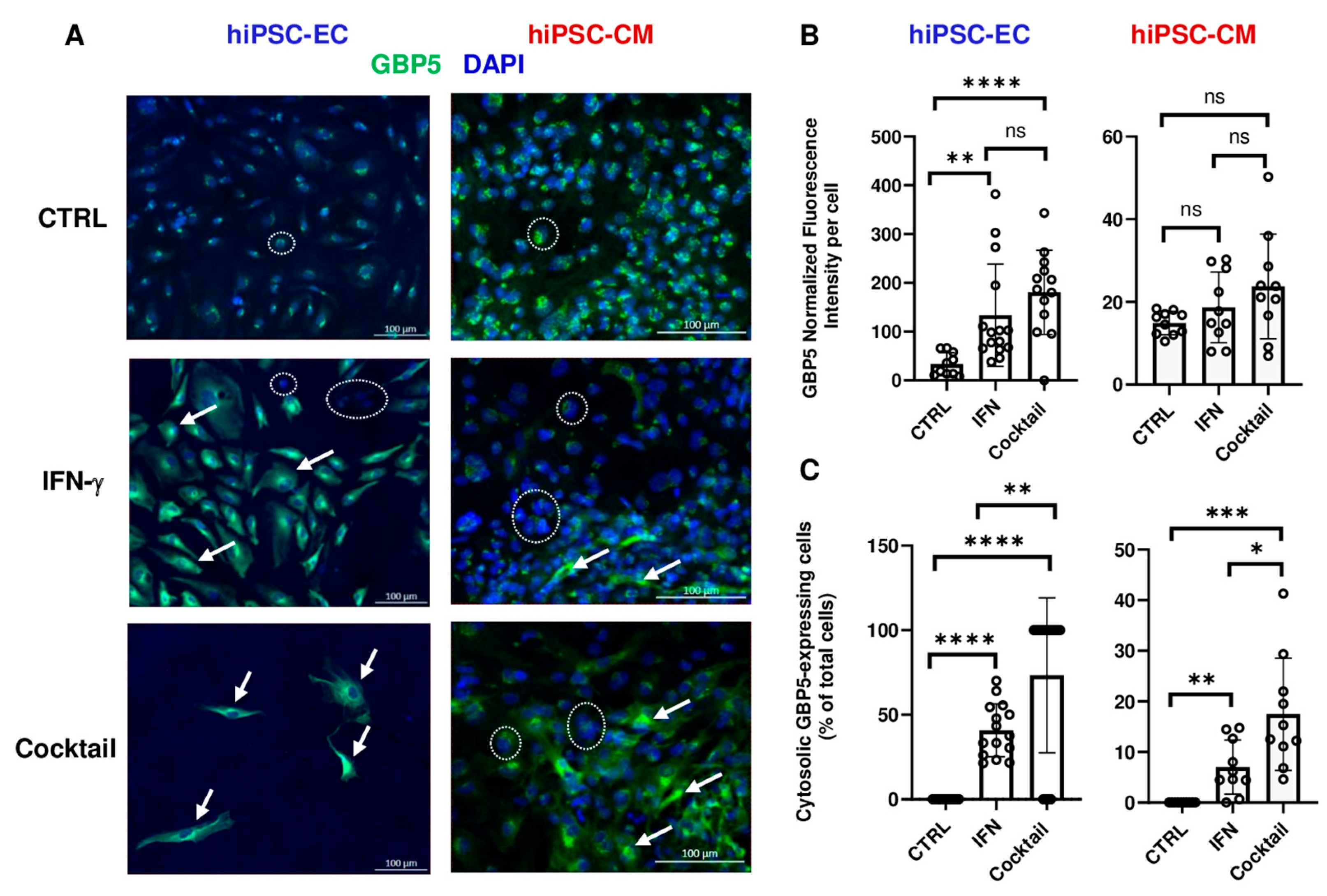 Cells 14 01397 g006 Cells 14 01397 g006