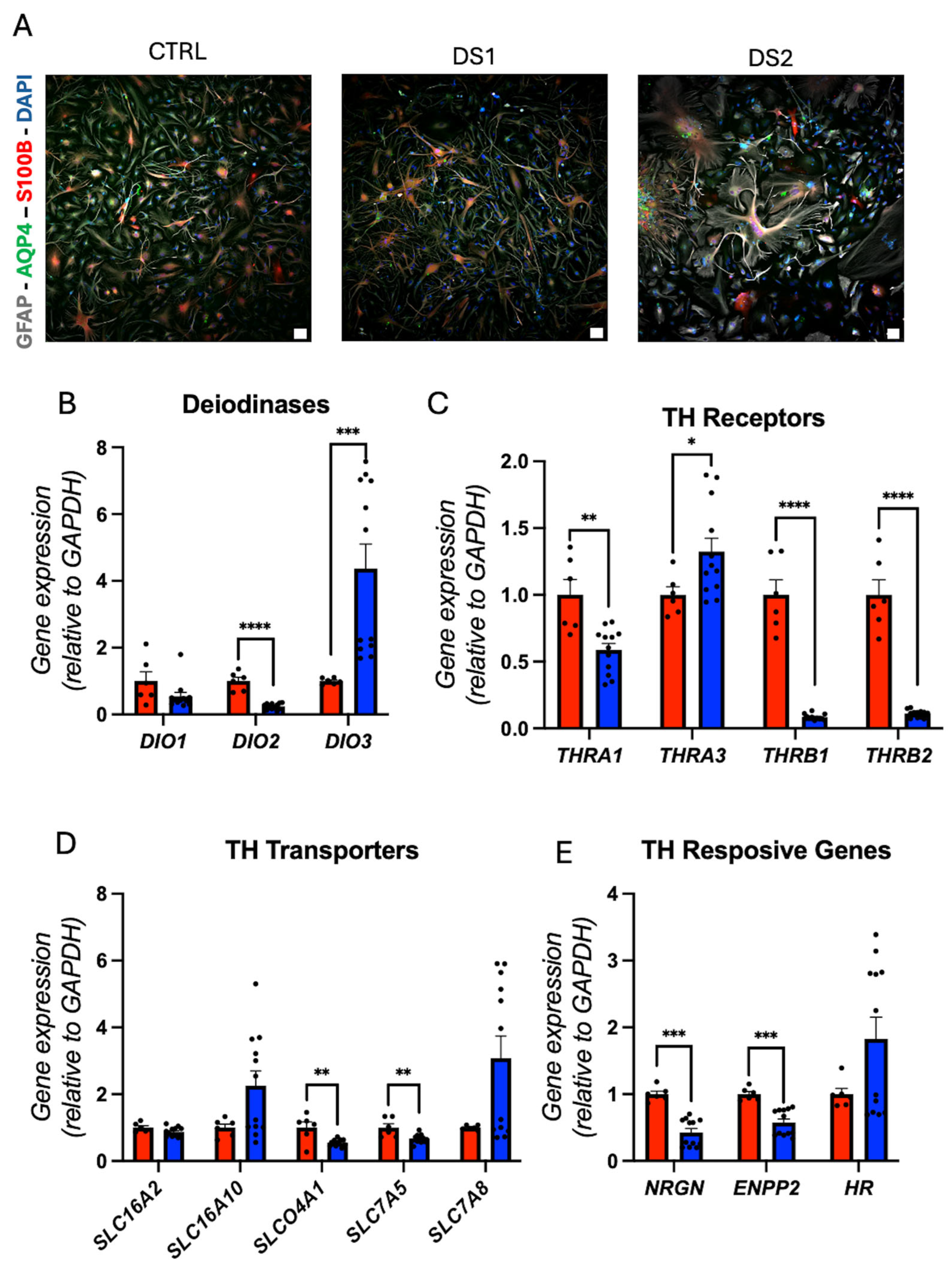 Cells 14 01407 g005 Cells 14 01407 g005