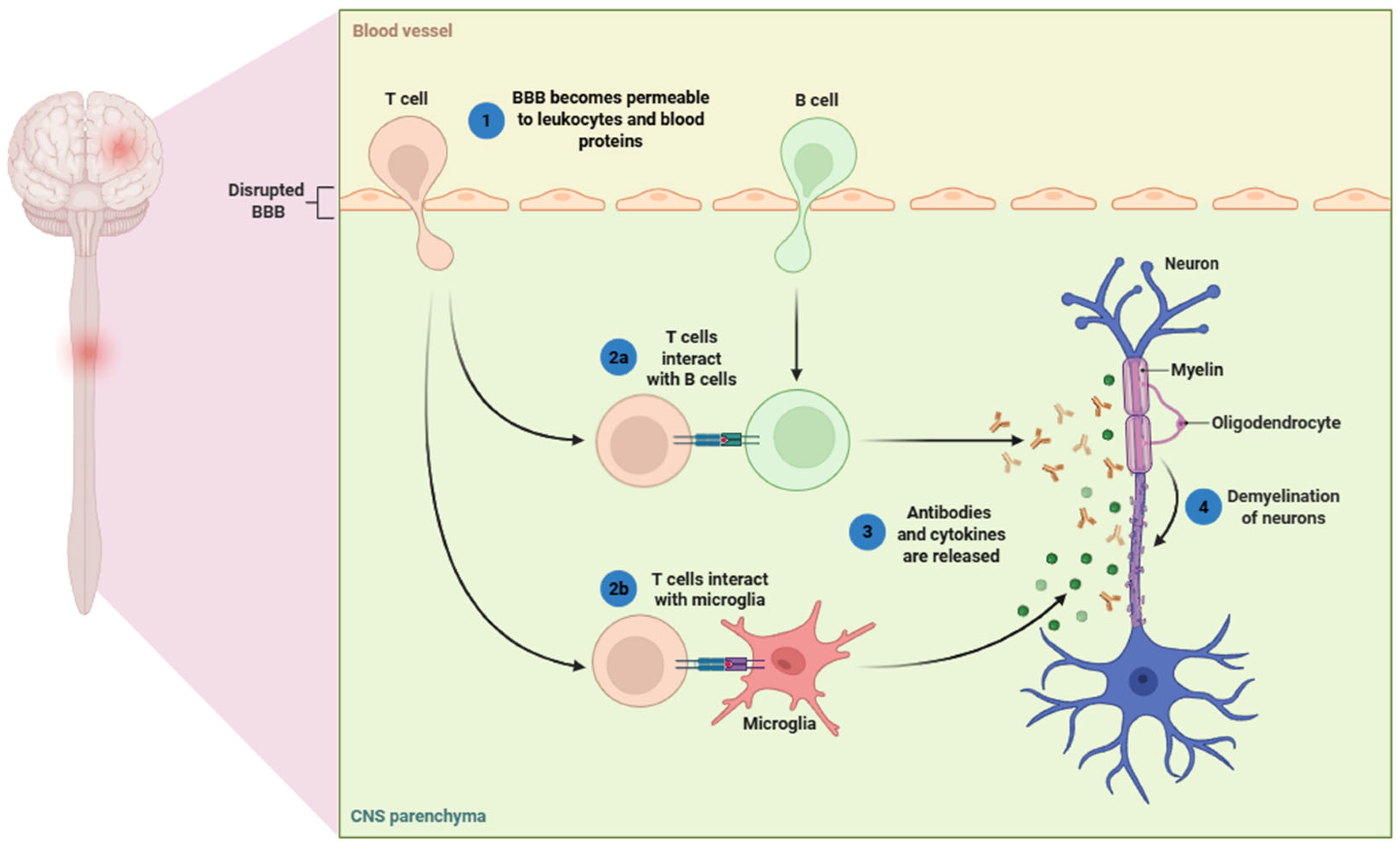 Cells 14 01408 g001 Cells 14 01408 g001