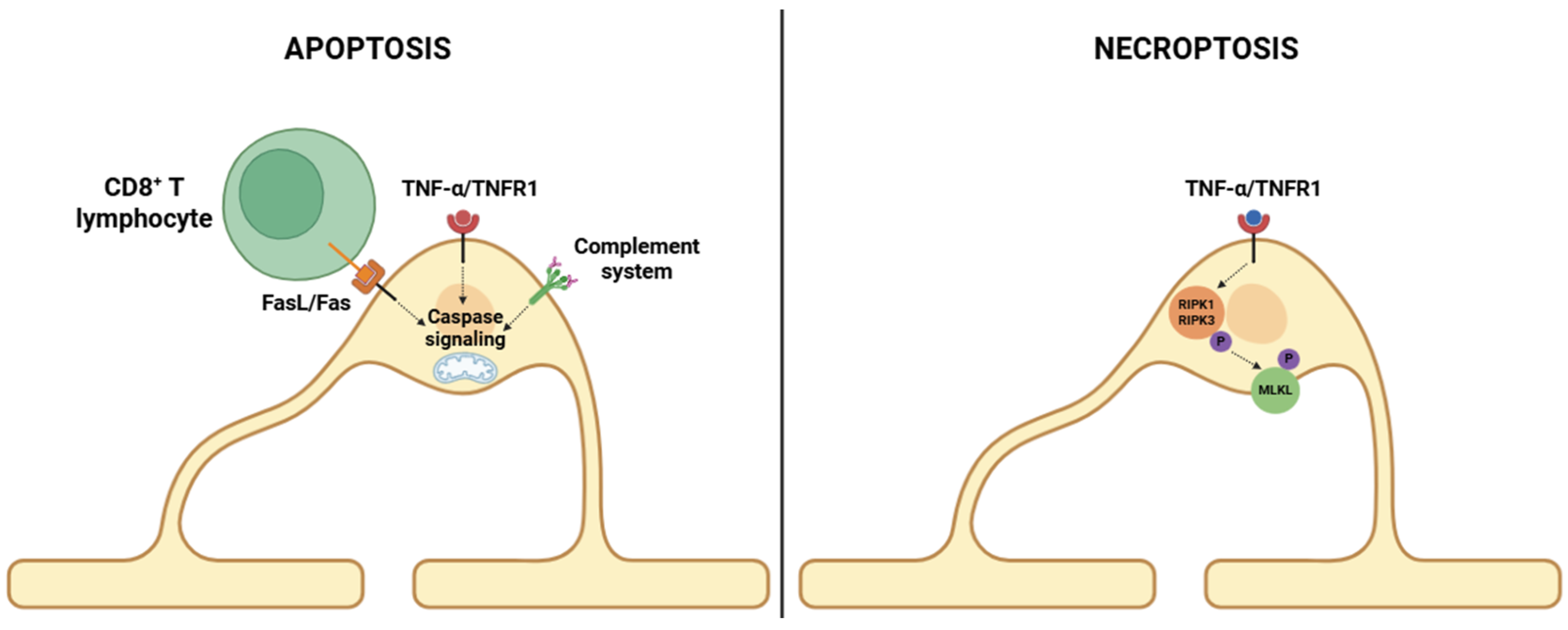 Cells 14 01408 g003 Cells 14 01408 g003