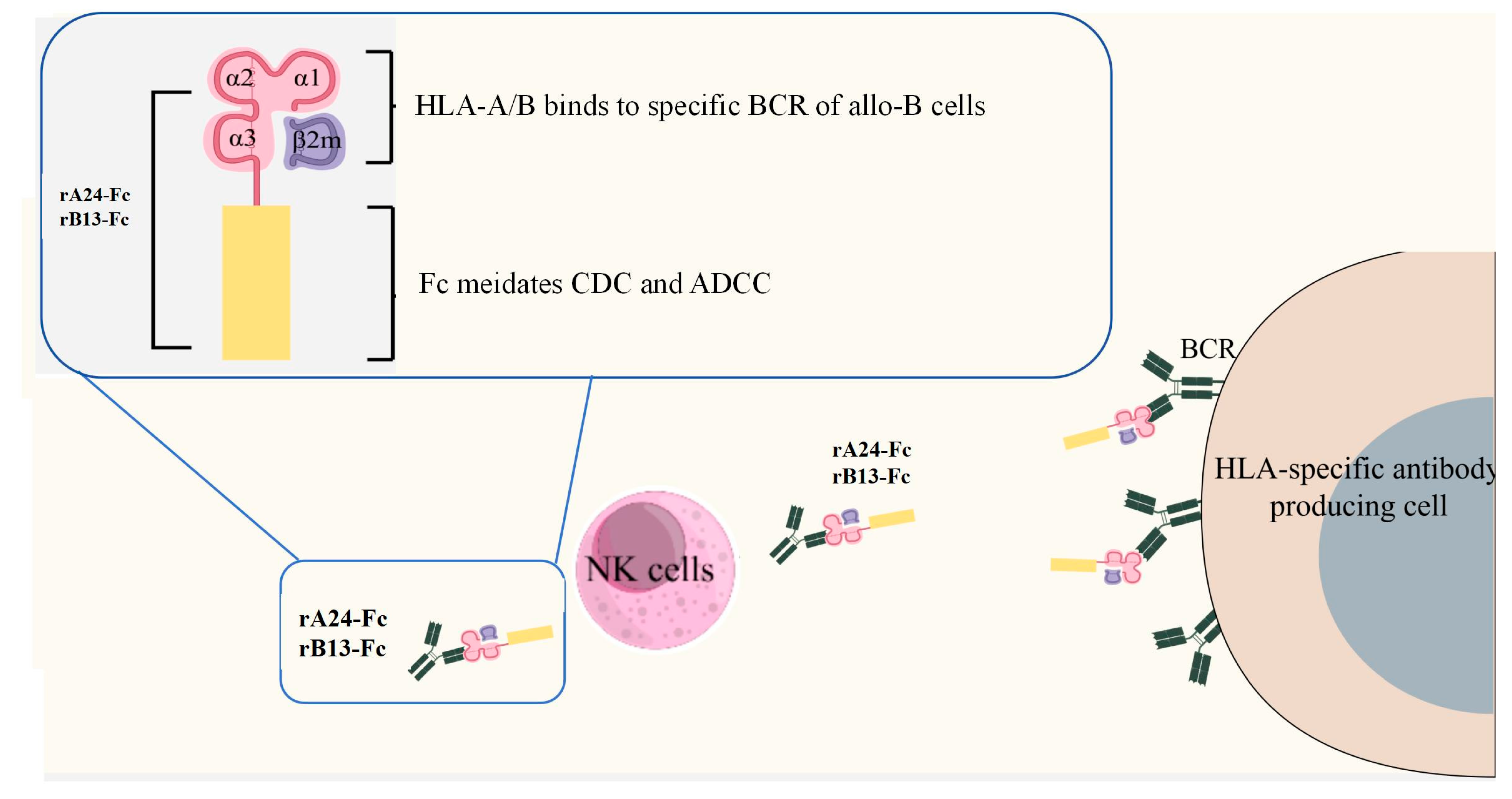 Cells 14 01410 g005 Cells 14 01410 g005