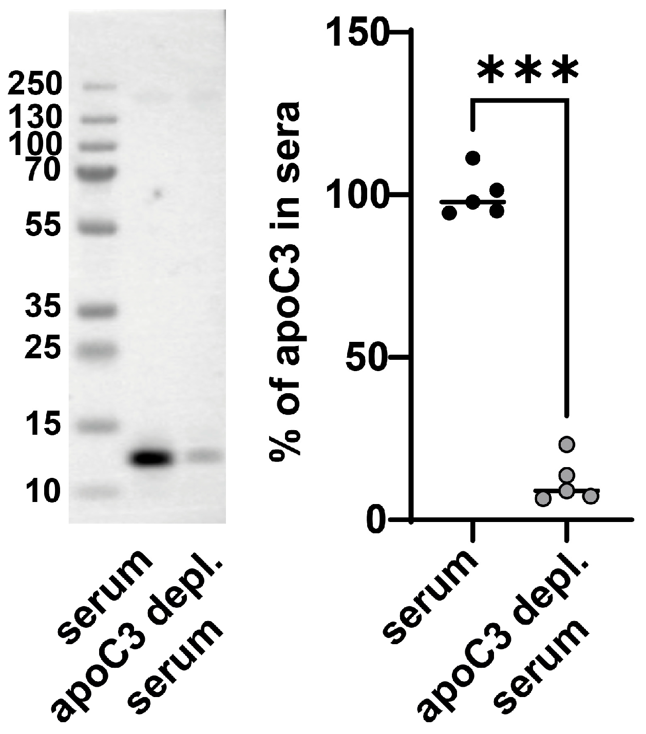 Cells 14 01411 g002 Cells 14 01411 g002