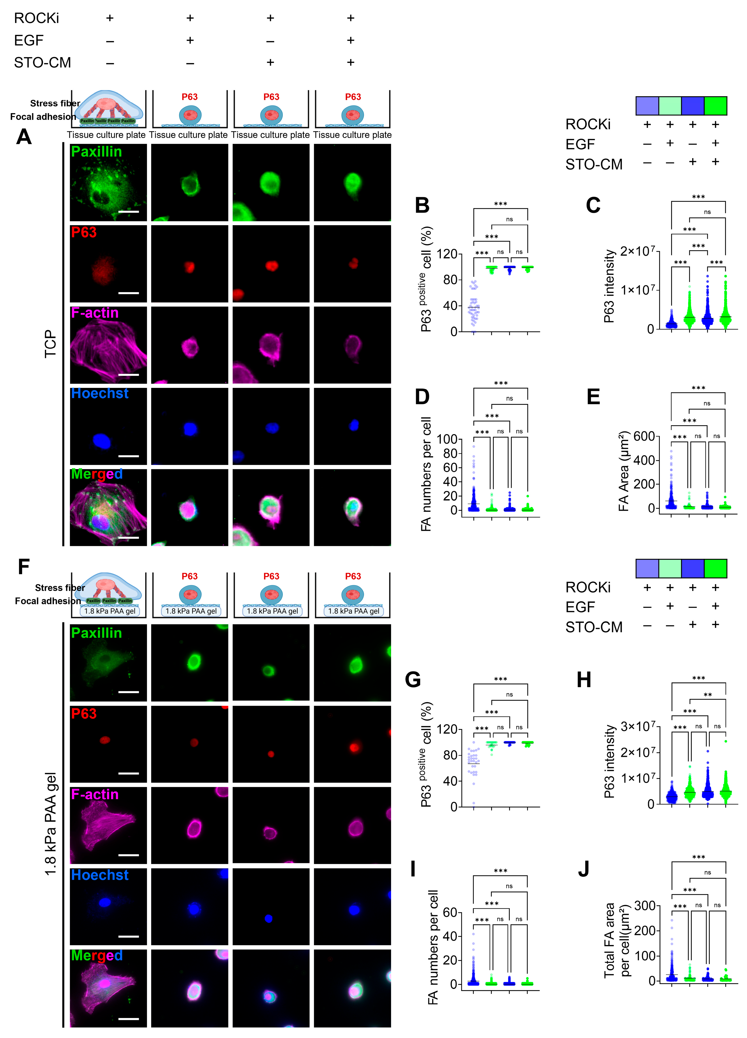Cells 14 01412 g004 Cells 14 01412 g004