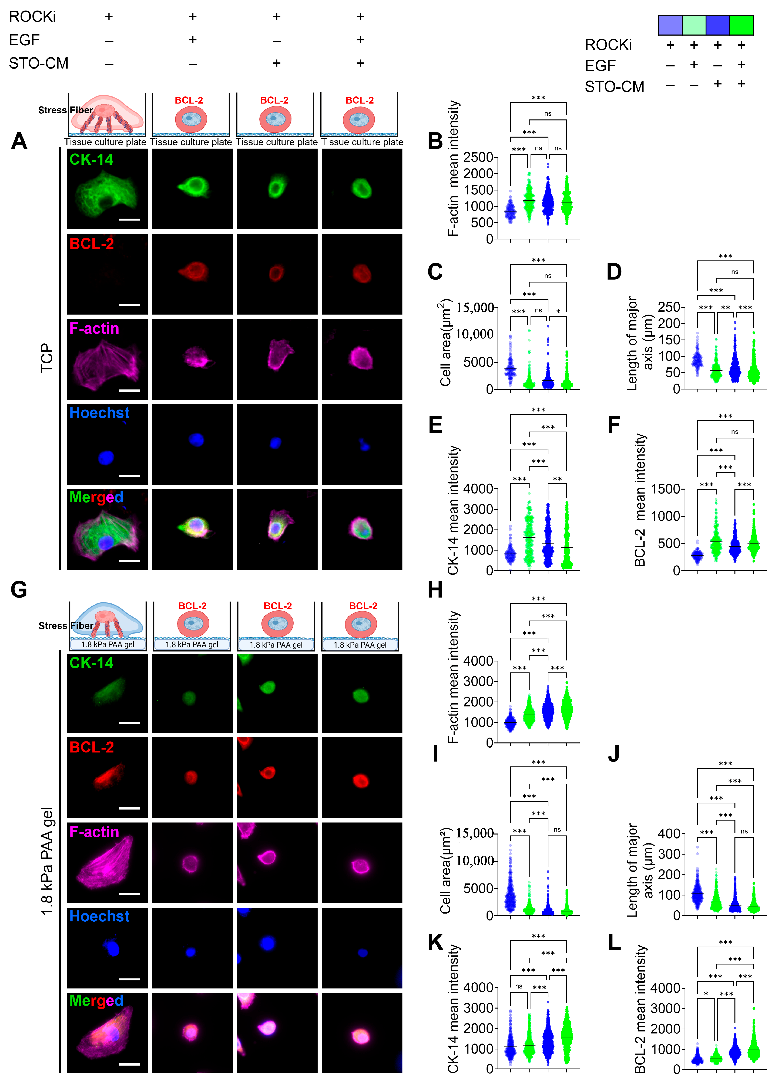 Cells 14 01412 g005 Cells 14 01412 g005