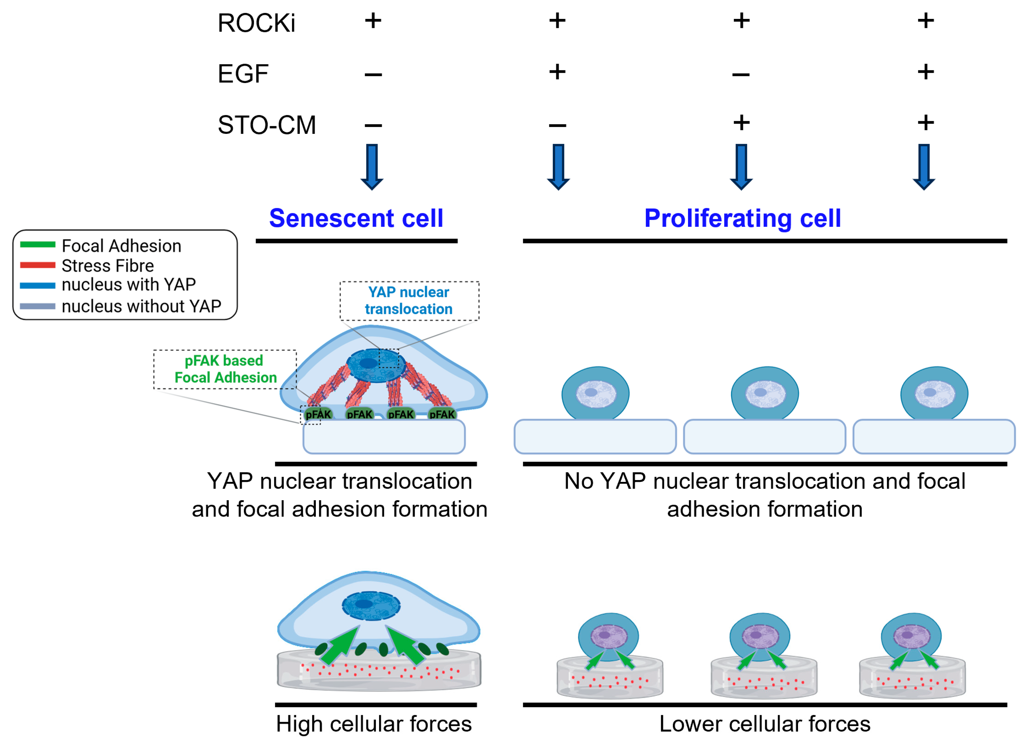 Cells 14 01412 g007 Cells 14 01412 g007
