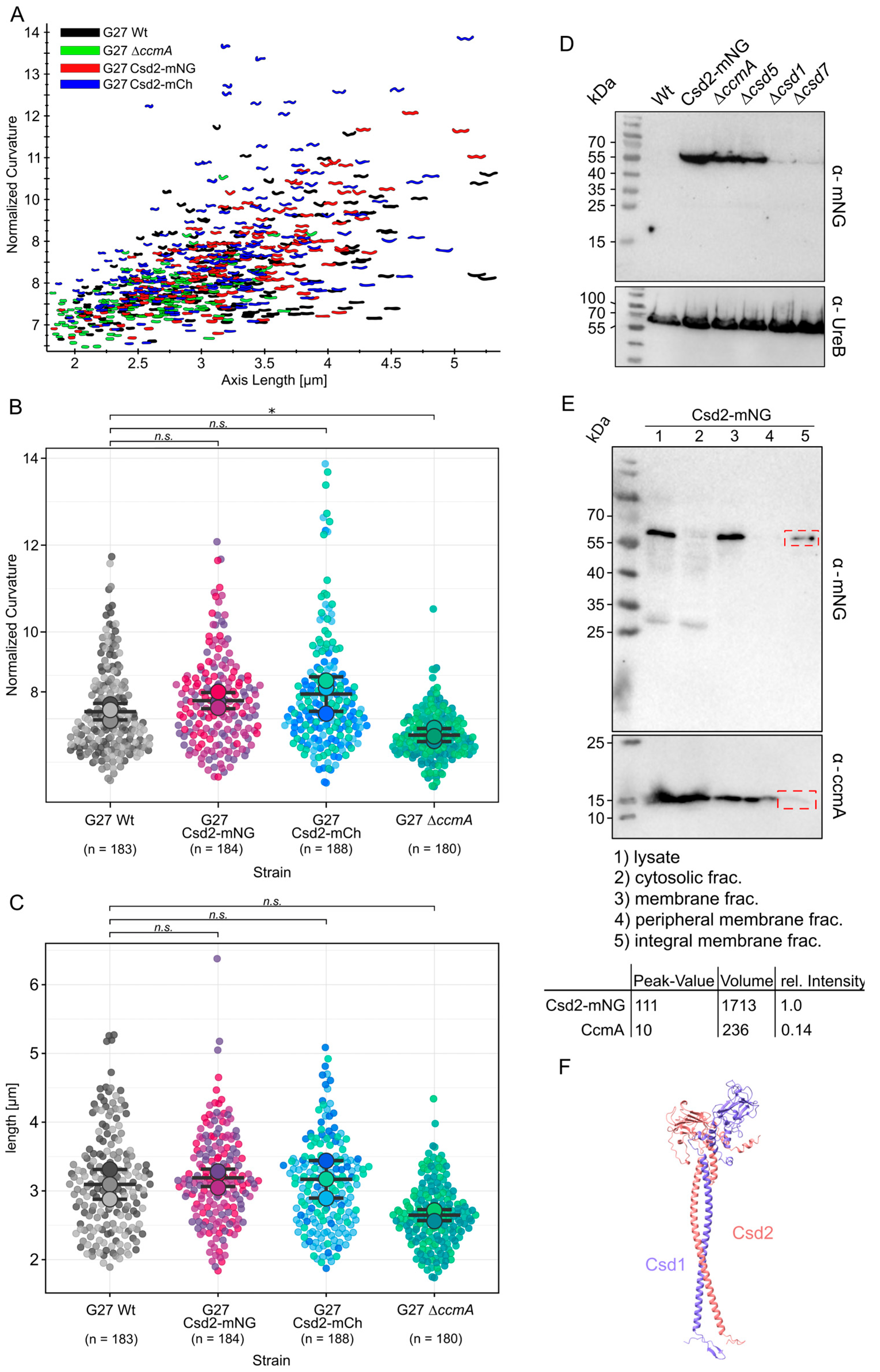 Cells 14 01420 g001 Cells 14 01420 g001