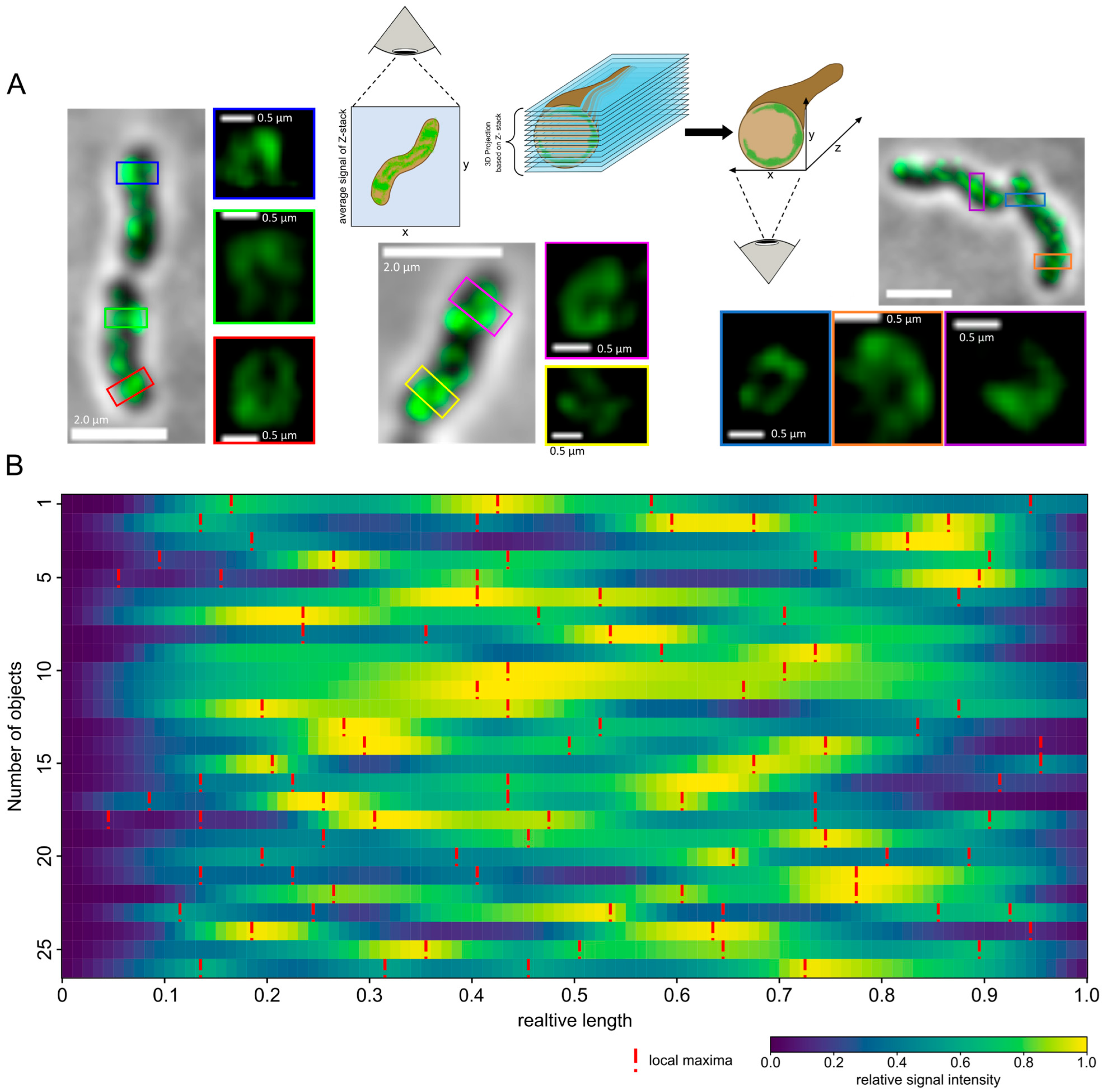 Cells 14 01420 g004 Cells 14 01420 g004