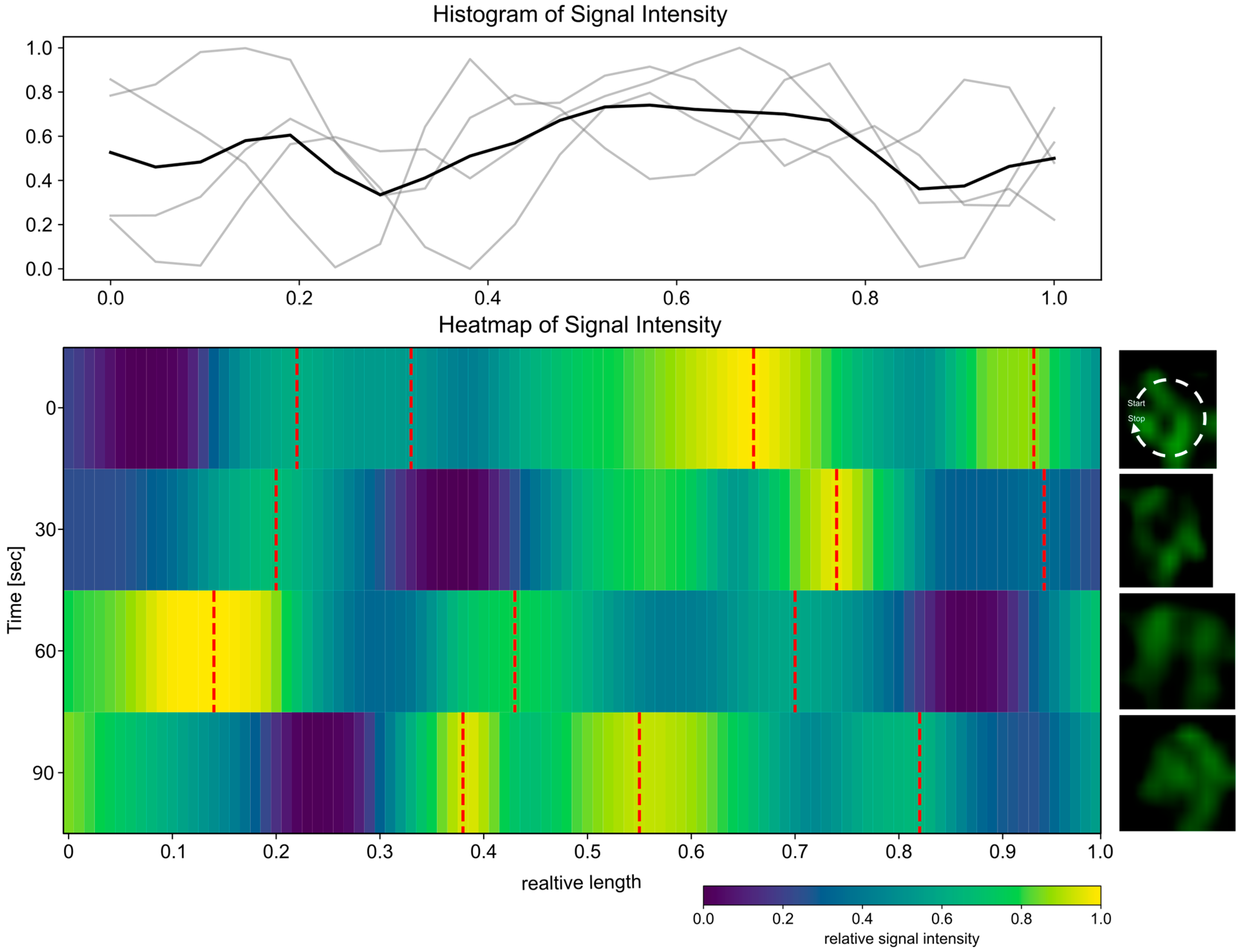 Cells 14 01420 g005 Cells 14 01420 g005