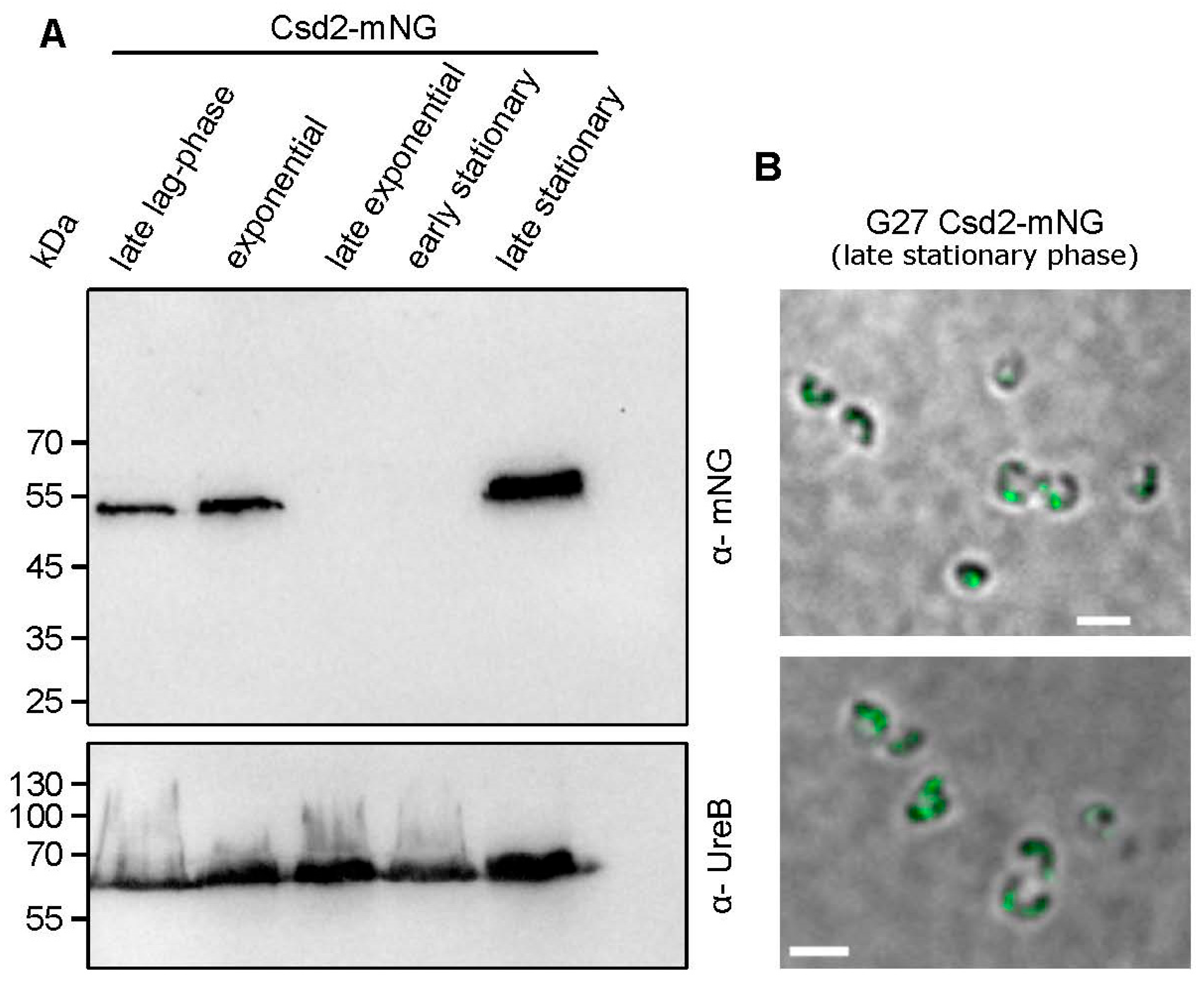 Cells 14 01420 g007 Cells 14 01420 g007
